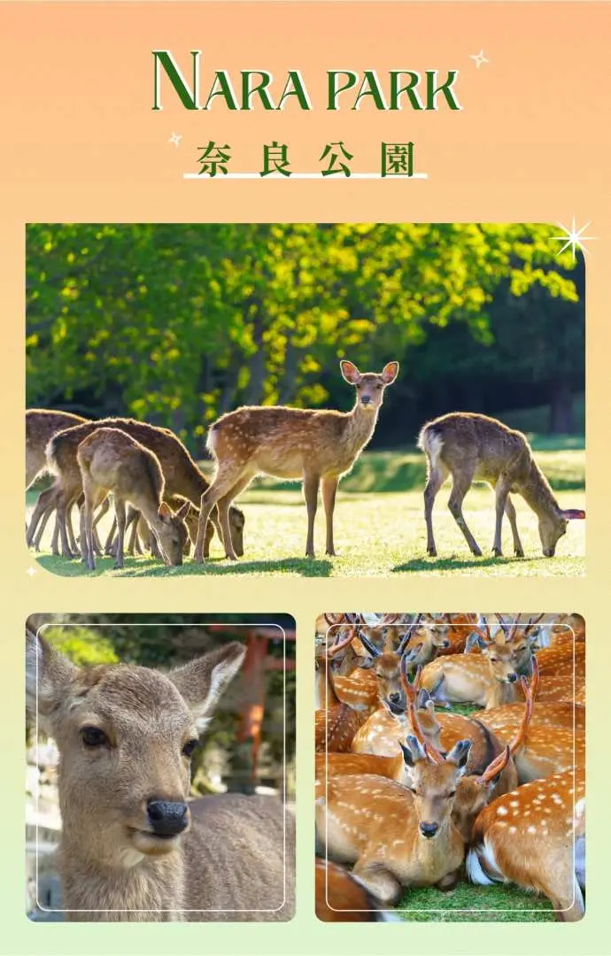 奈良公園梅花鹿資訊圖，展示鹿群在公園中自由活動，以及遊客與可愛鹿隻近距離互動的有趣景象。