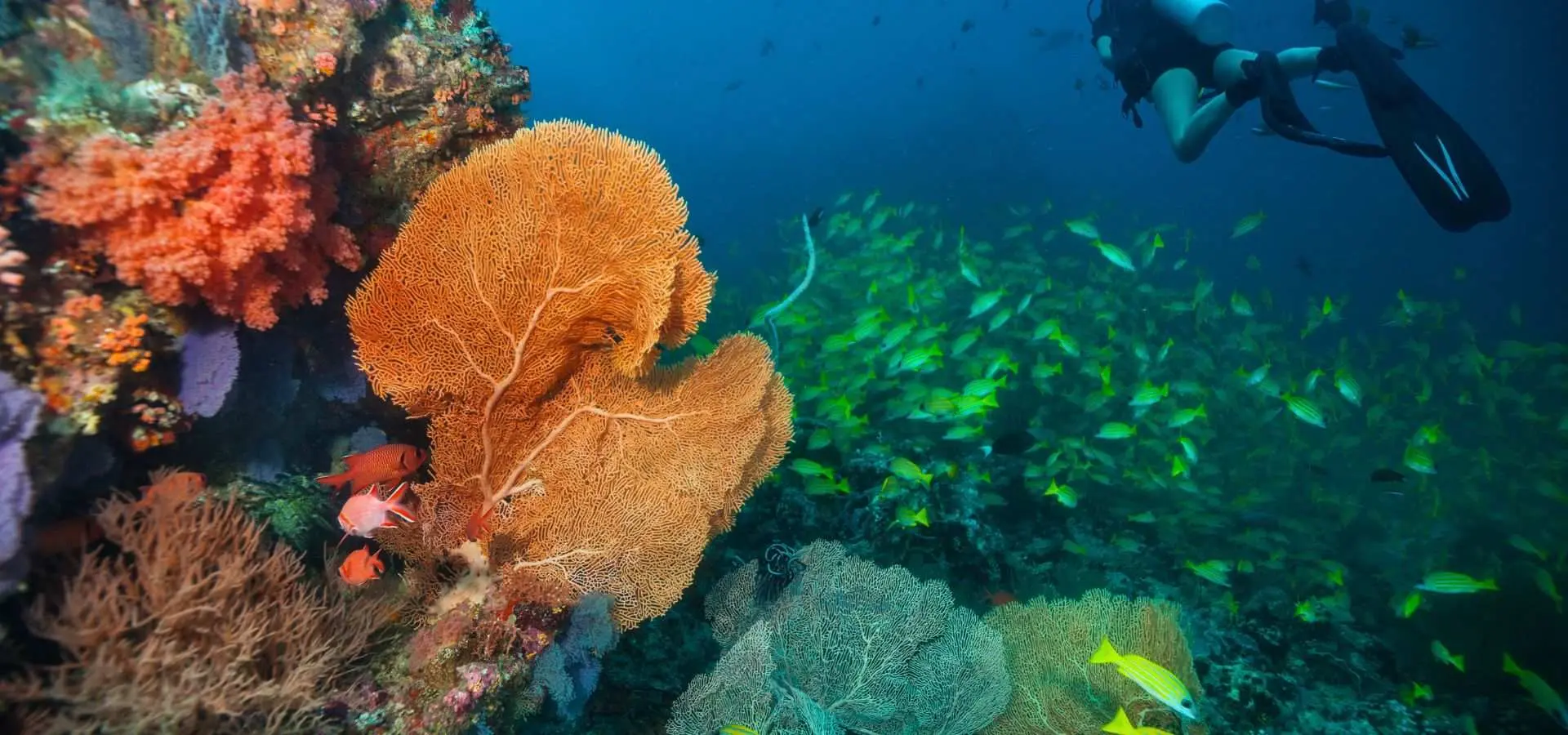 PADI Advanced Open Water Diver Course (2 Days) | Phuket