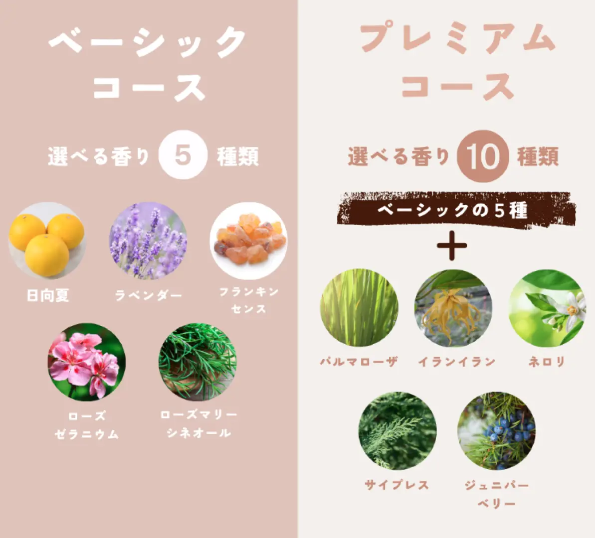 We offer a variety of oils, including Hyuga Natsu from Miyazaki Prefecture.