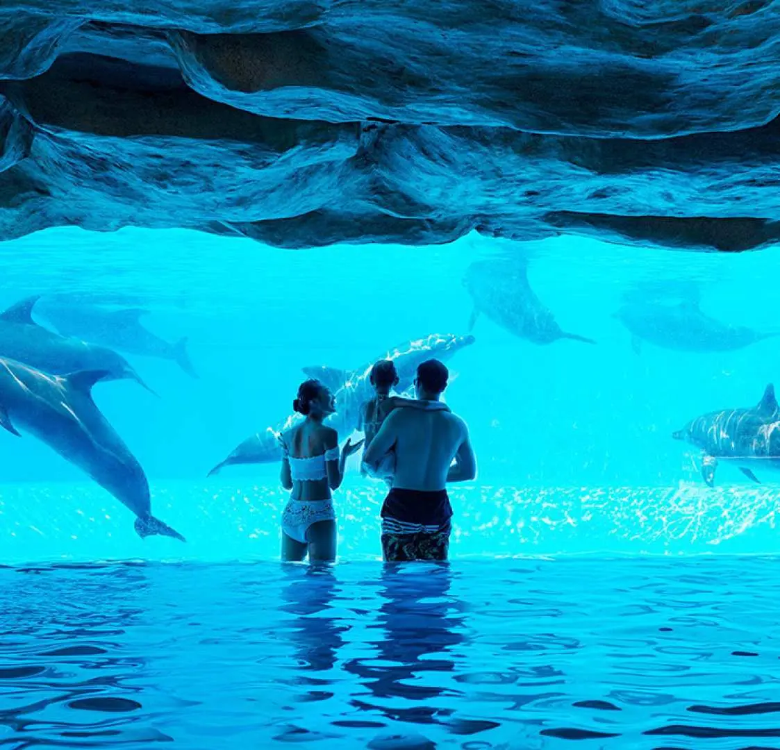 遊客們在珠海長隆橫琴灣水世界，從水池中近距離欣賞活潑海豚在水中優雅暢泳，留下難忘回憶。