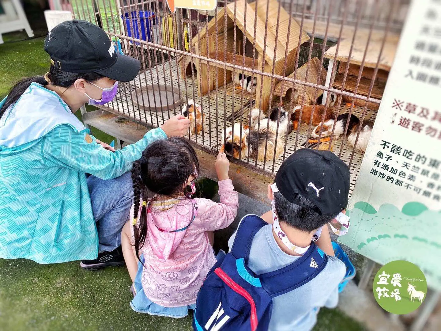 宜蘭宜農牧場親子熱點，家長帶孩子近距離觀看並餵食籠內小動物，樂趣無窮。
