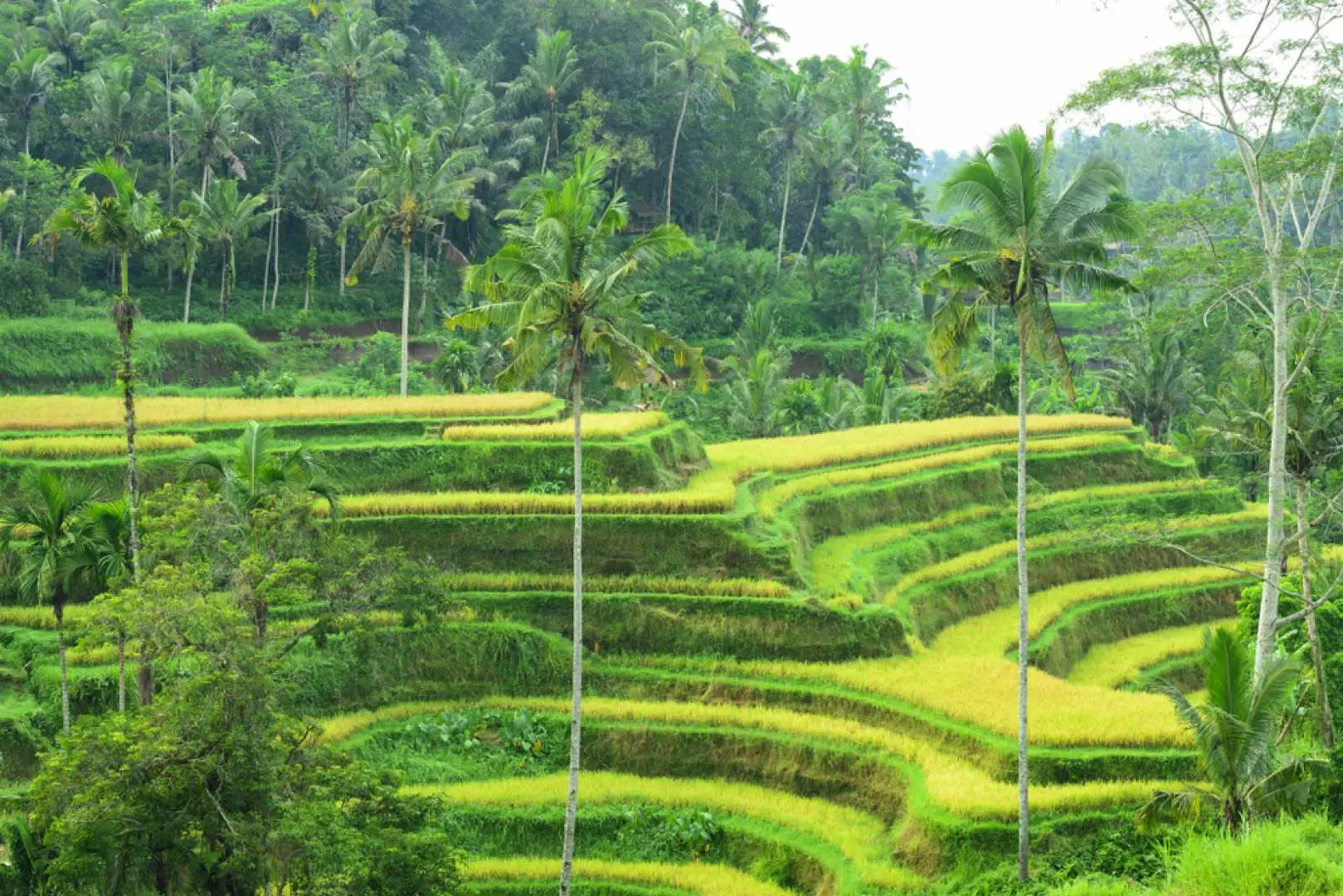 Sau bữa trưa, đi dạo thư giãn qua những ruộng bậc thang đẹp như tranh vẽ của Ubud trong khi nhấm nháp những trái dừa mới hái