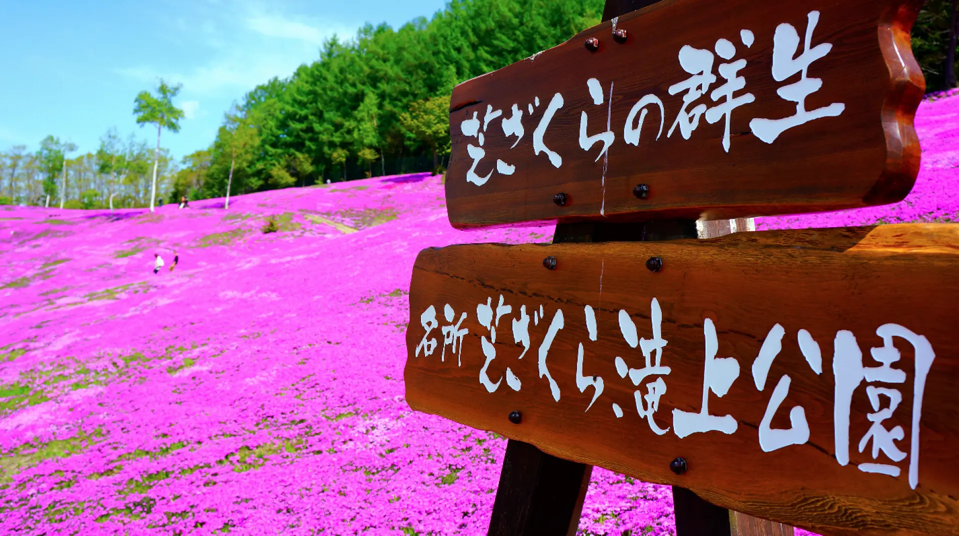 สวน Takigami Shibazakura (อยู่ประมาณ 60 นาที)