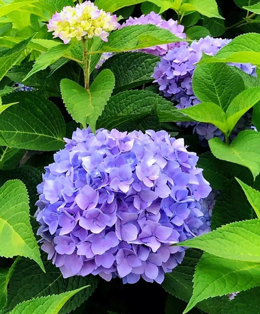 一年一度，非常美艷的繡球花祝祭長廊