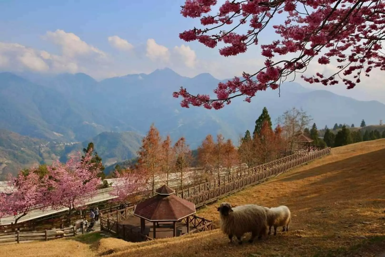 青青草原~餵綿羊 觀山牧區~馬術秀