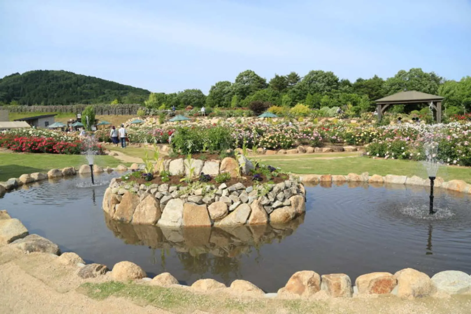 Rose Festa | Sora no Hanabatake Sera Kogen Hana no Mori | Hiroshima, Japan
