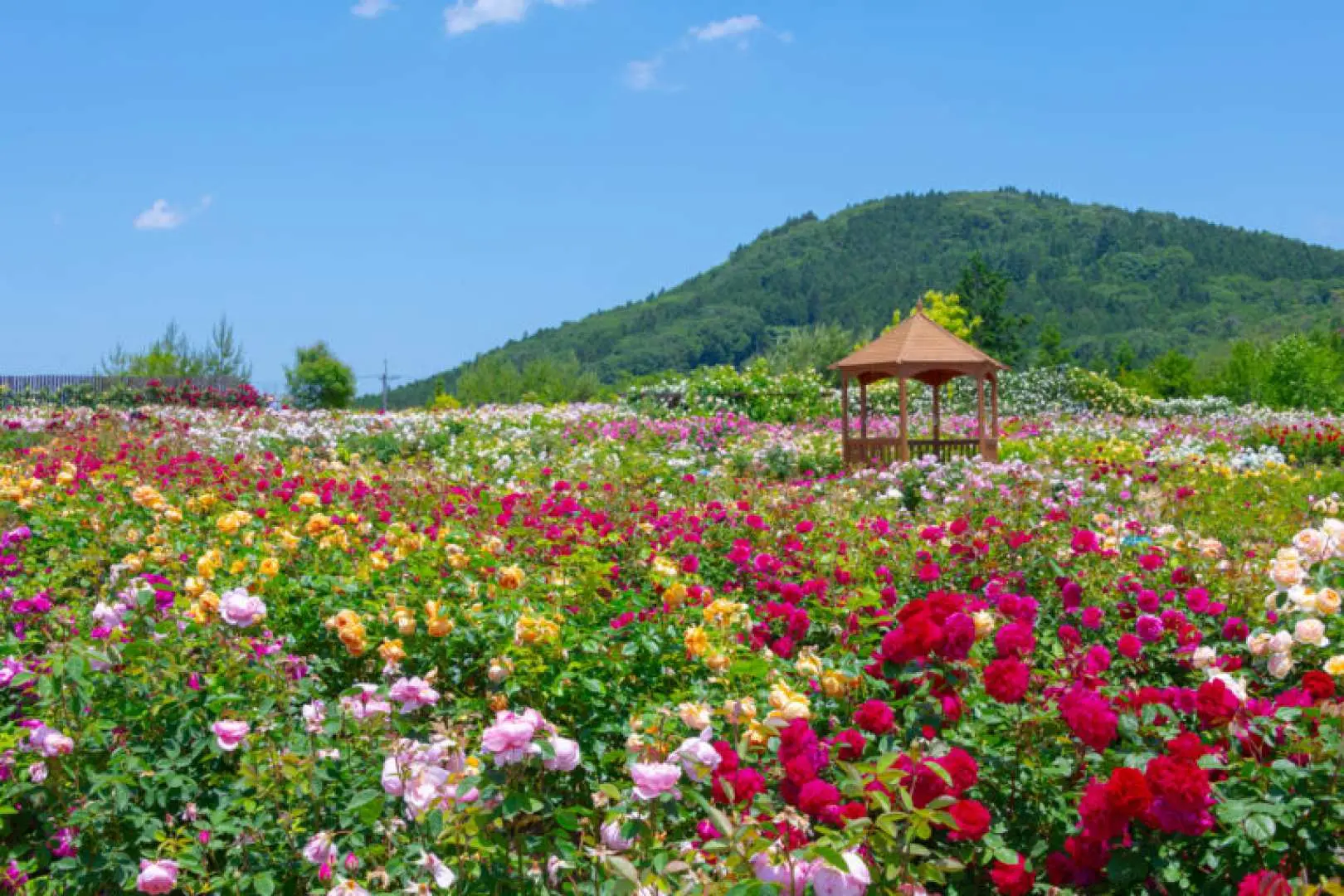 Rose Festa | Sora no Hanabatake Sera Kogen Hana no Mori | Hiroshima, Japan