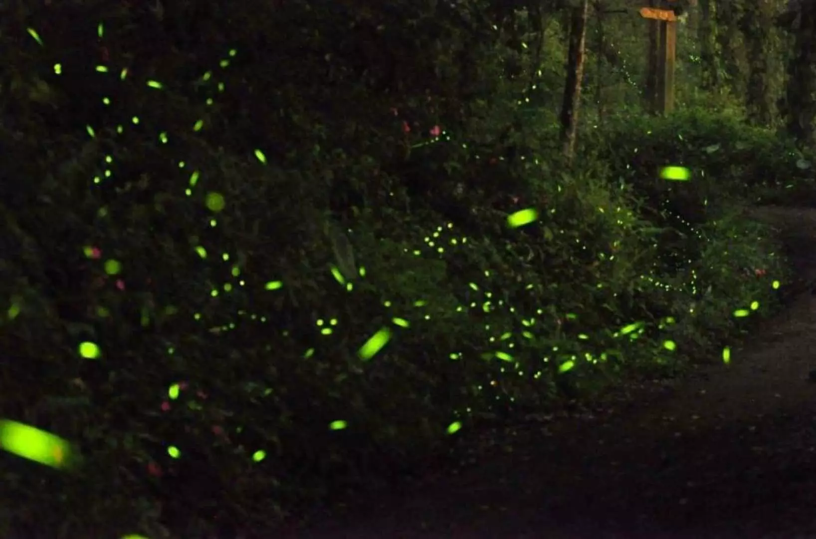 Tai Po Ting Kok Beach Starfish Exploration, Honey Farm, Mangrove Forest Fireflies Viewing at Night | One-Day Family Trip｜Hong Kong