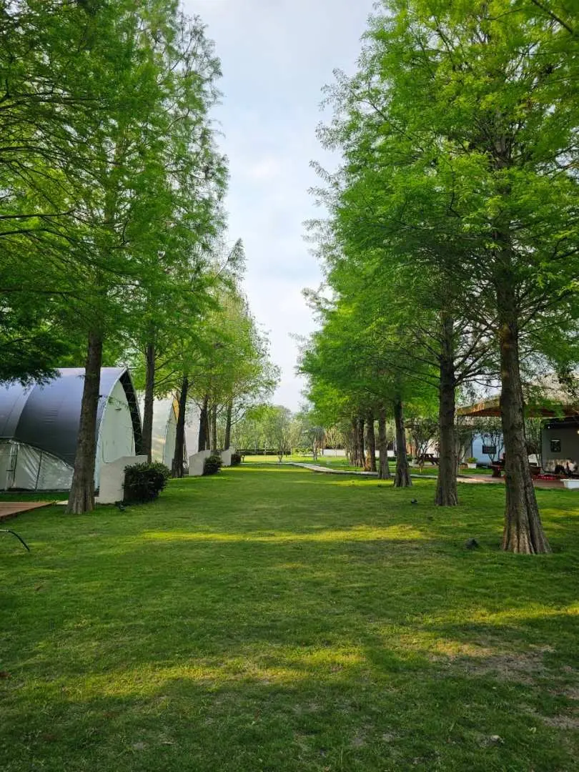 南投水与松森林莊園筆直的落羽松林蔭大道，兩旁綠意盎然，遠處可見精緻露營帳篷，展現園區獨特的自然與住宿景觀。
