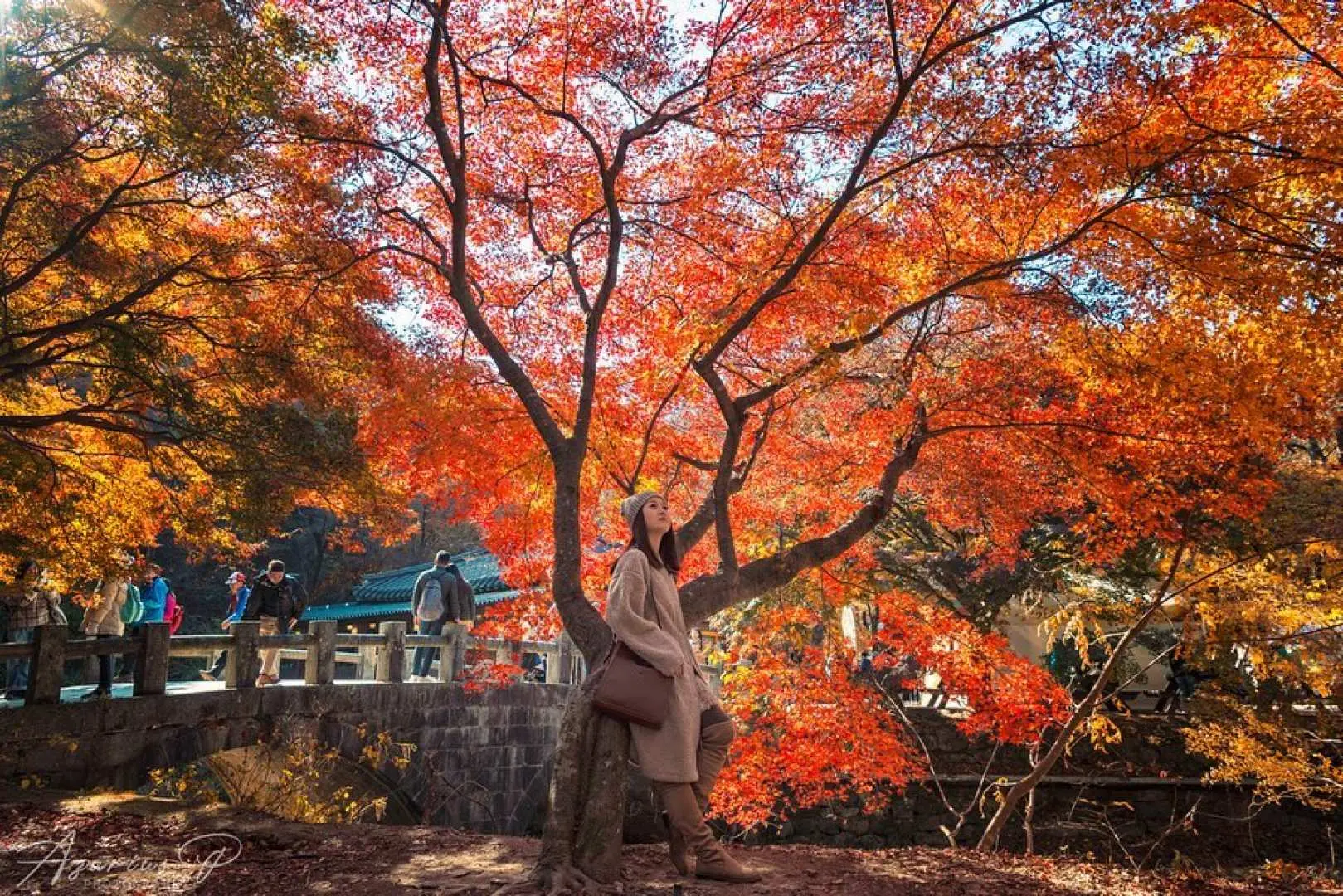一位時尚的旅客優雅地在內藏山一棵壯麗的紅楓樹旁擺姿勢，捕捉秋季一日遊期間迷人的秋葉美景。