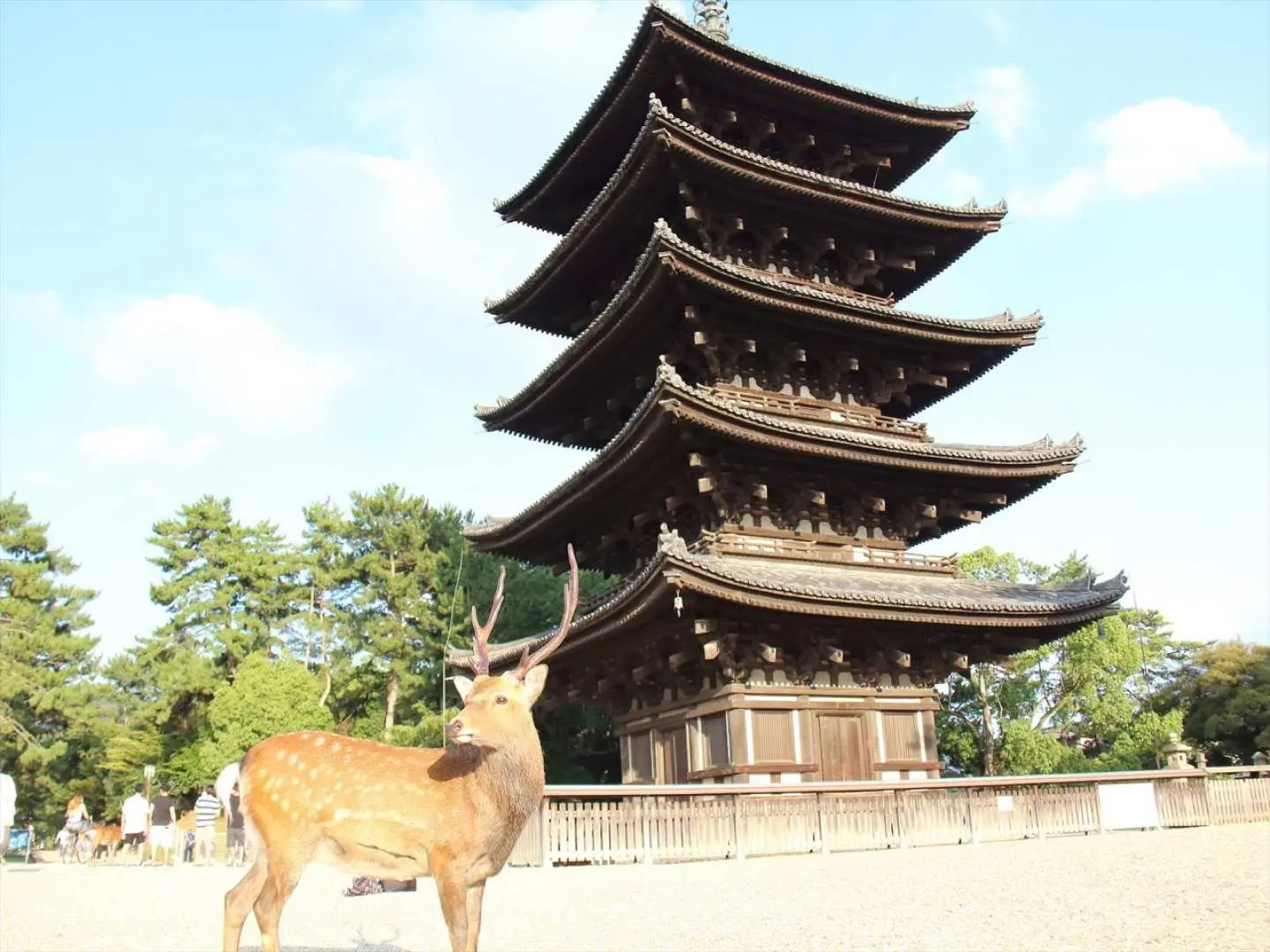 奈良公園(停留1小時)