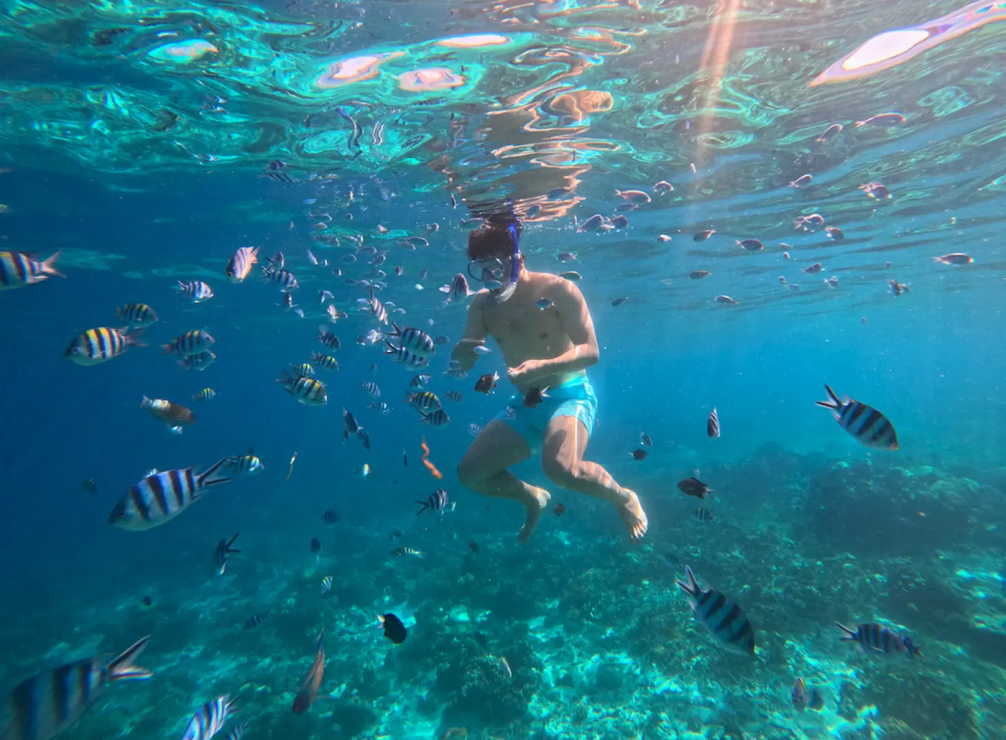 セブ島アイランドホッピングツアーで、ヒルトゥガン海洋保護区の透き通ったターコイズブルーの海をシュノーケリングする観光客。鮮やかなスズメダイとサンゴ礁に囲まれています。