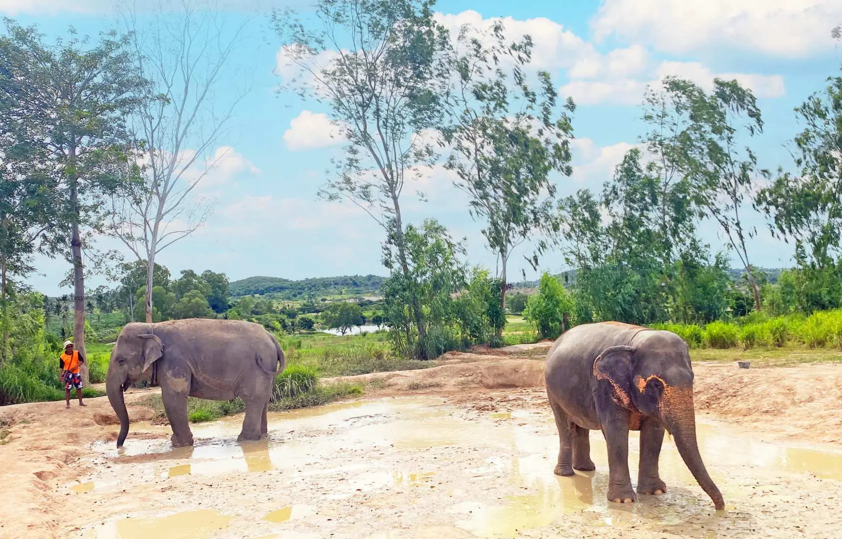 Two elephants freely roaming in a muddy area of Pattaya Elephant Sanctuary, enjoying natural activities and showcasing Thailand's jungle conservation.