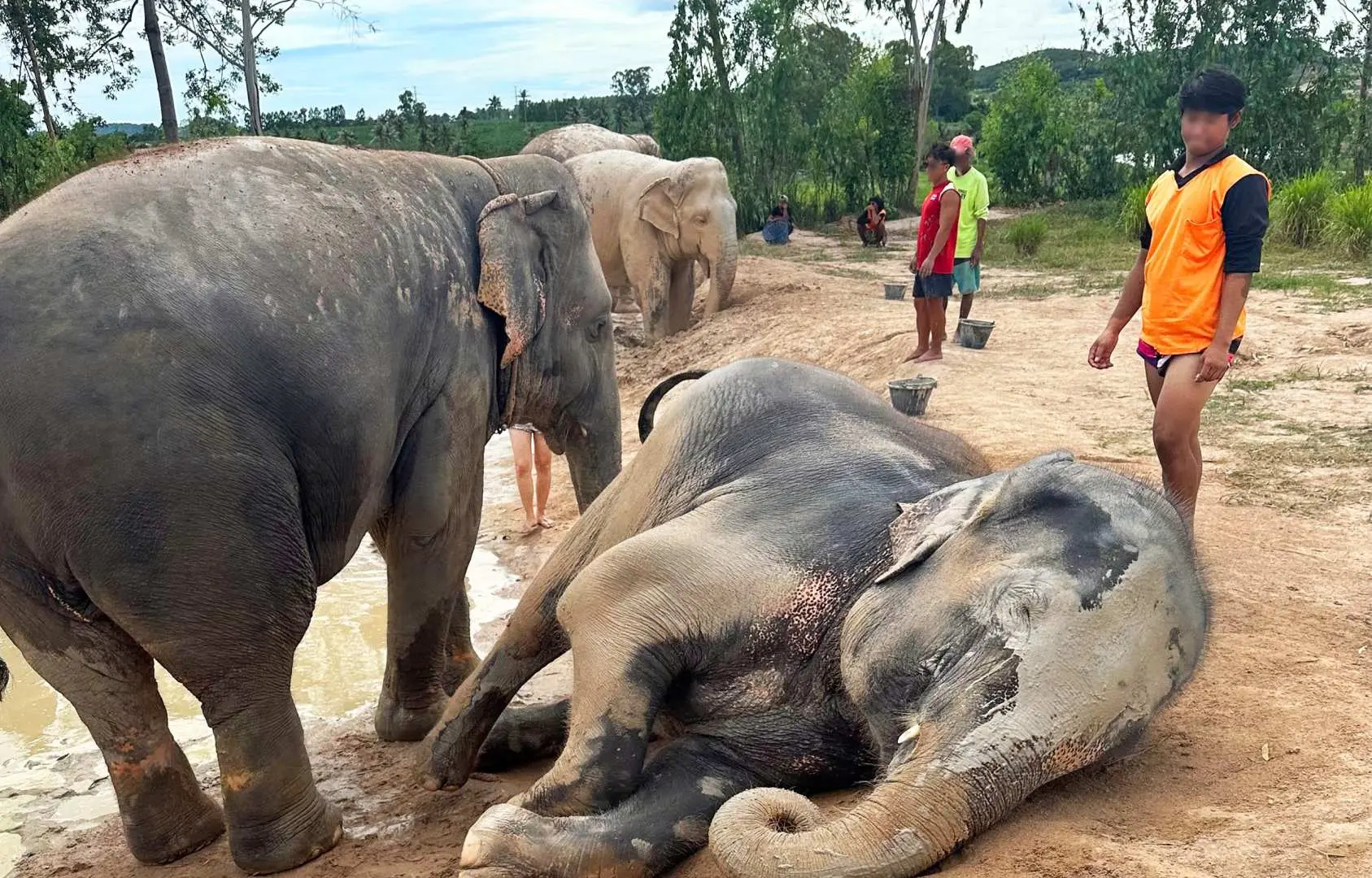Visitors and staff observing resting elephants in the muddy area of Pattaya Elephant Sanctuary, experiencing close interaction and natural behavior.