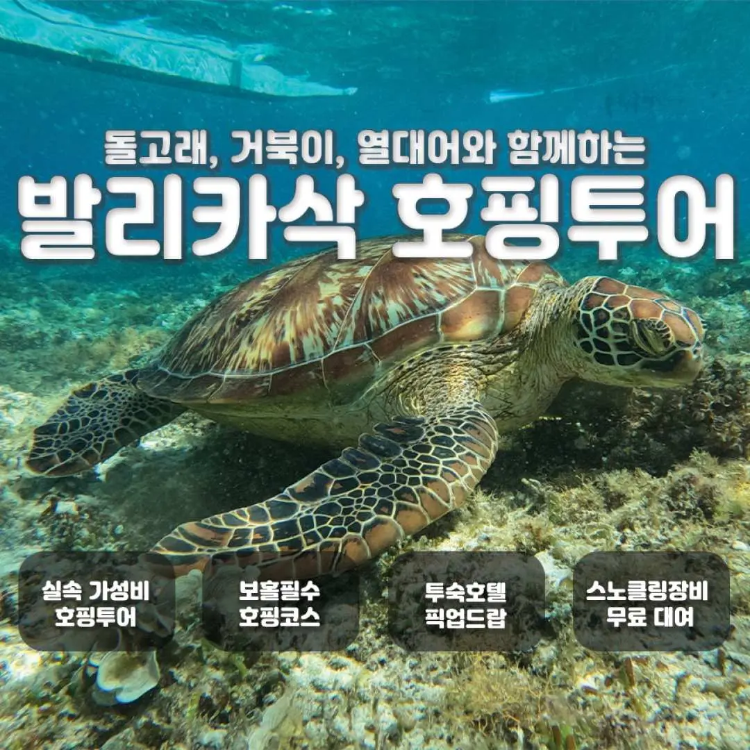바다거북을 특징으로 하는 보홀 발리카삭 호핑투어 홍보 이미지로, 돌고래 관찰, 스노클링, 무료 장비 대여, 편리한 호텔 픽업 및 드롭오프가 포함됨을 강조합니다.