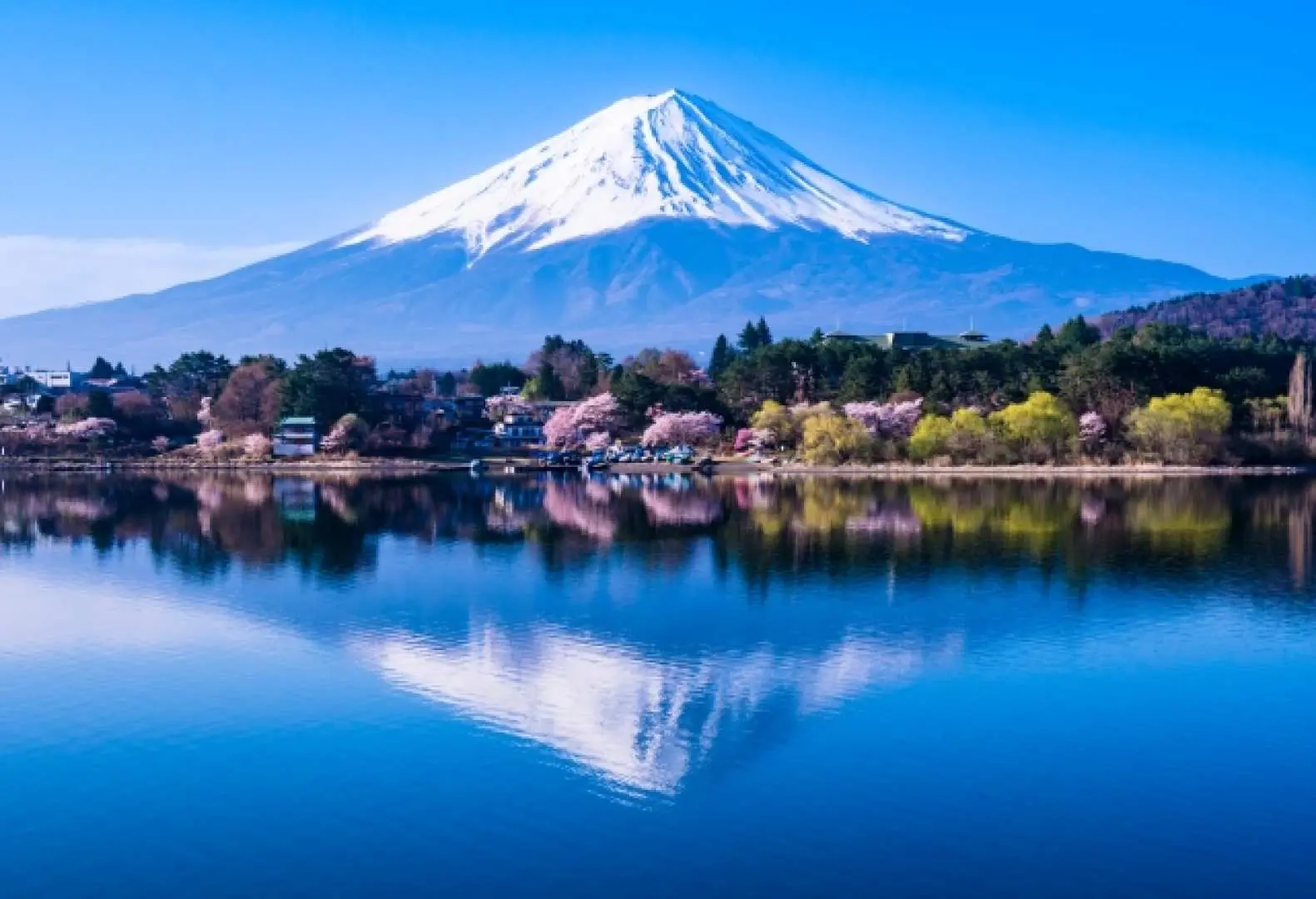 富士山在平靜湖面上的清晰倒影，搭配湖畔盛開的粉色櫻花，構成日本春季最經典的絕美景色。