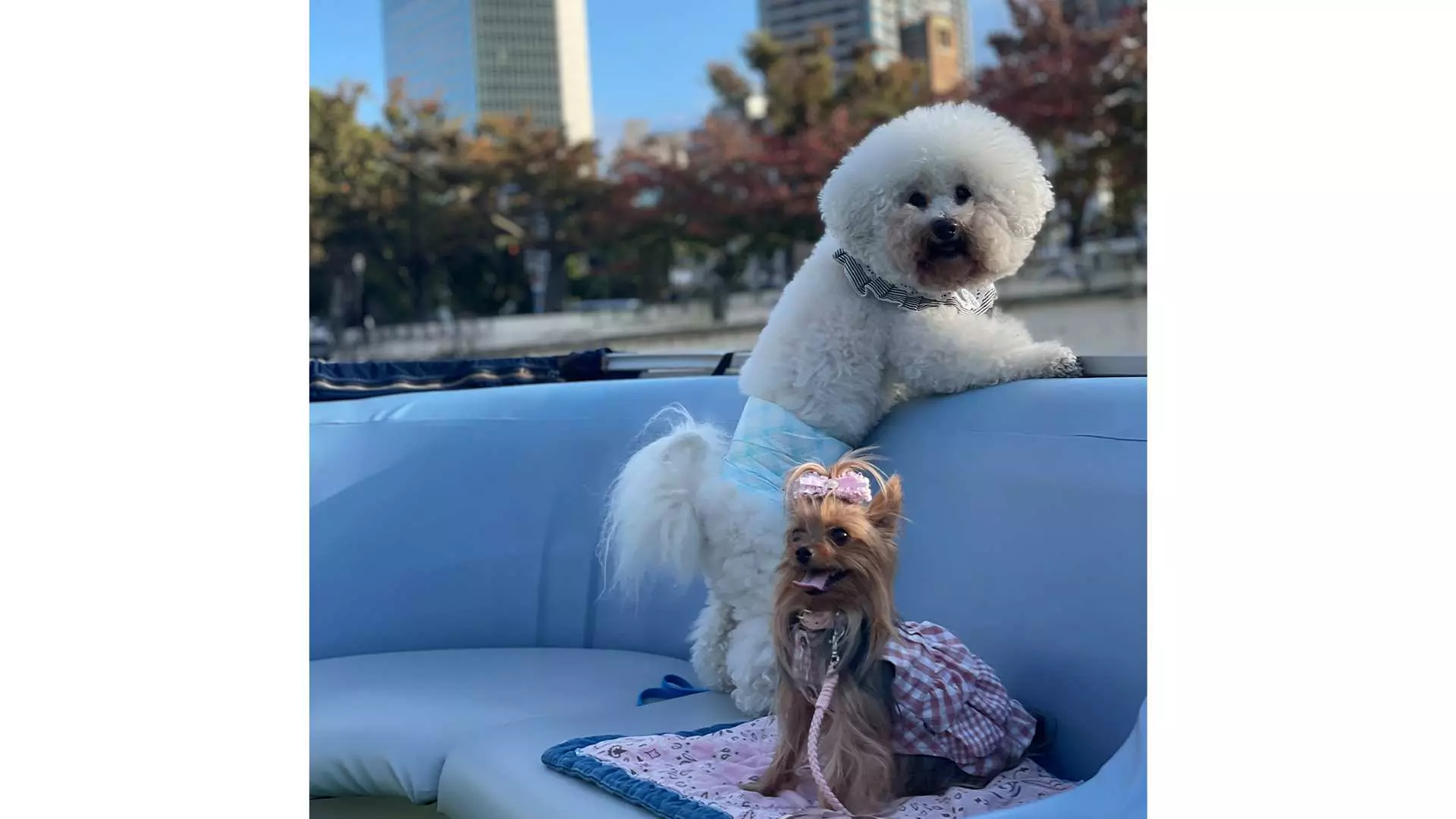 You can board with your dog. (Please let us know when you make your reservation if you will be bringing a pet.)
The night view of skyscrapers is beautiful!!
