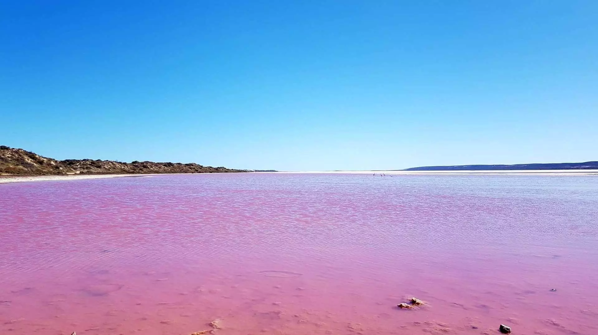 Hutt Lagoon's (Pink Lake) stunning midday view during the Western Australia North 3-day tour, featuring its unique pink surface interwoven with a clear blue sky, a natural spectacle.