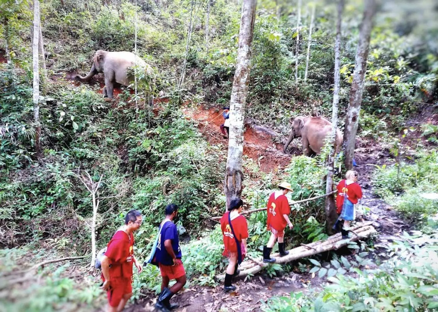 旅客們在清邁大象保護區的森林步道上健行，遠處可見兩隻大象在山坡上自由漫步，感受大自然的寧靜。