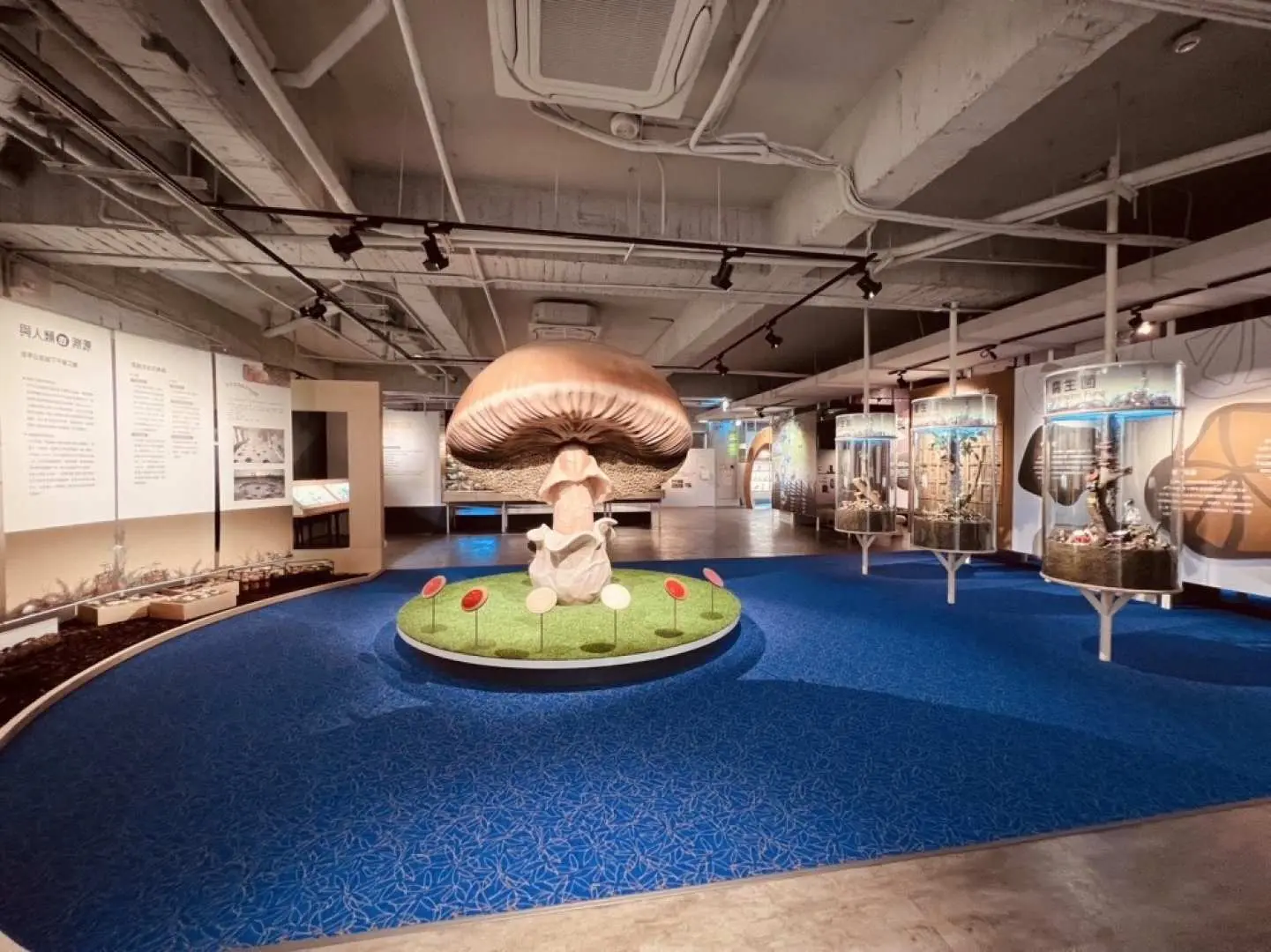 台中雾峰菇类产学馆内壮观的巨型蘑菇雕塑，周围环绕蓝色展示区与丰富的菇类知识展板，提供沉浸式学习体验。