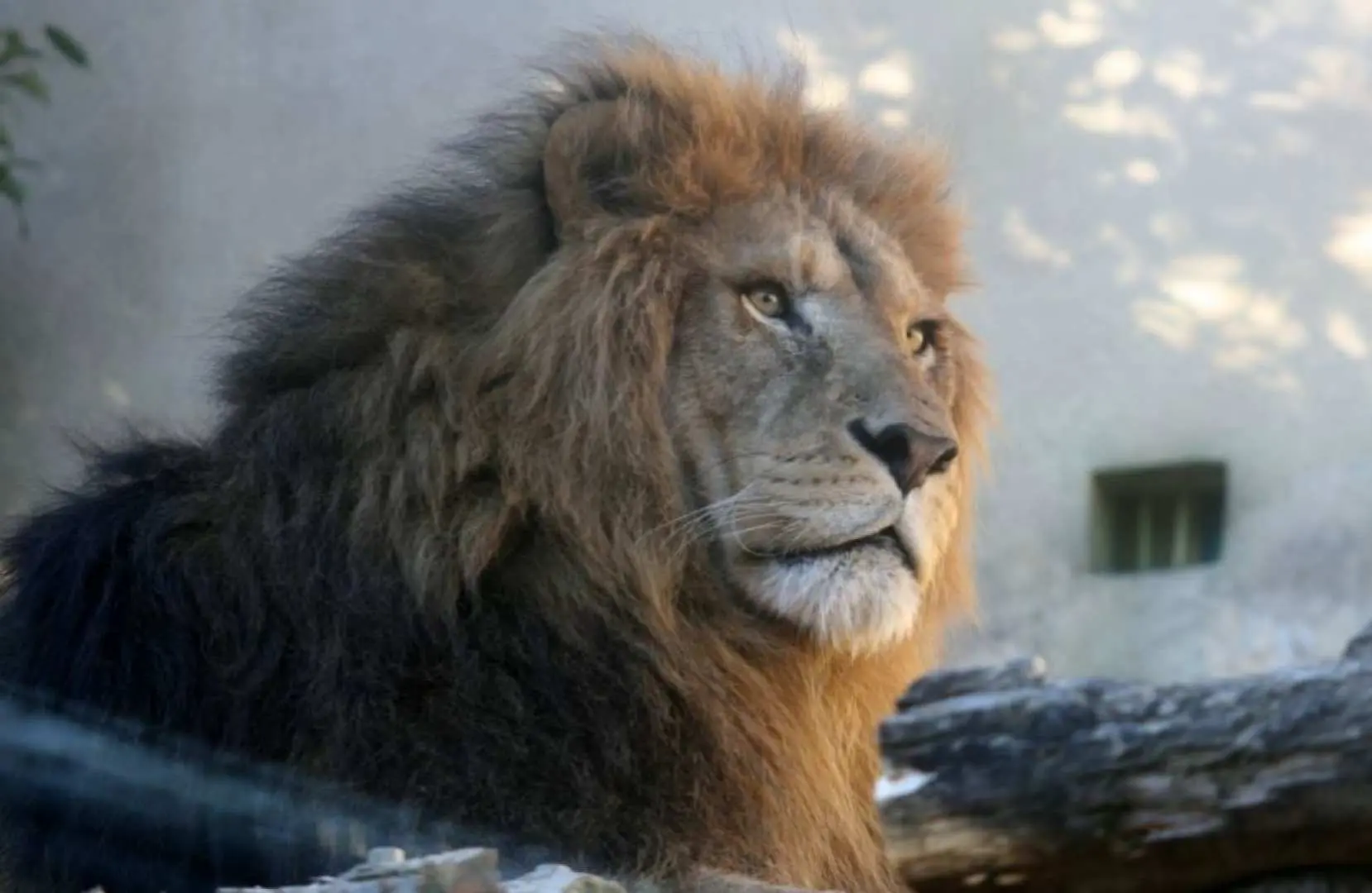 東武動物公園にいる雄大なアフリカライオンのクローズアップ。豊かなたてがみと深みのある眼差しが百獣の王の威厳を放ちます。