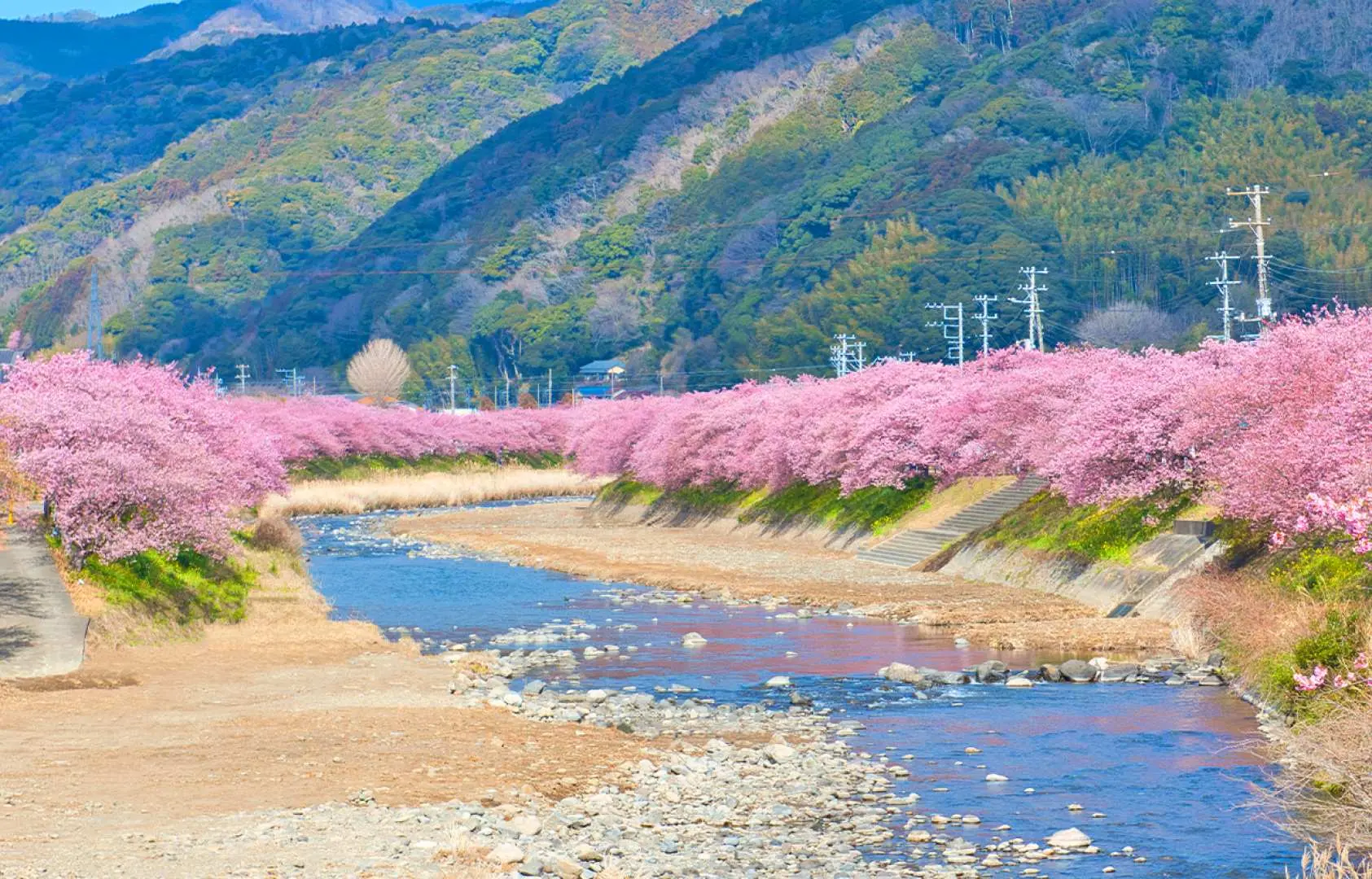 [Seasonal Special] Kawazu Zakura Festival & Strawberry Picking Day Tour | Izu Nagaoka Strawberry Picking, Shuzenji, Sakura Village, Jogasaki Coast, Rape Flowers, and Hot Springs Experience