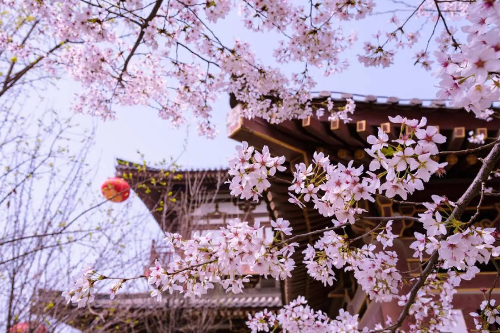 東大寺（門票請自理：成人600日元，小孩300日元）。