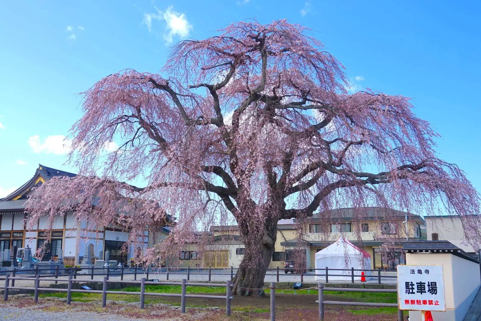 Second stop: Visit Hokuto Hogameji Temple’s 300-year-old weeping cherry tree and pass by Ono River’s Namiki (see the car window view)