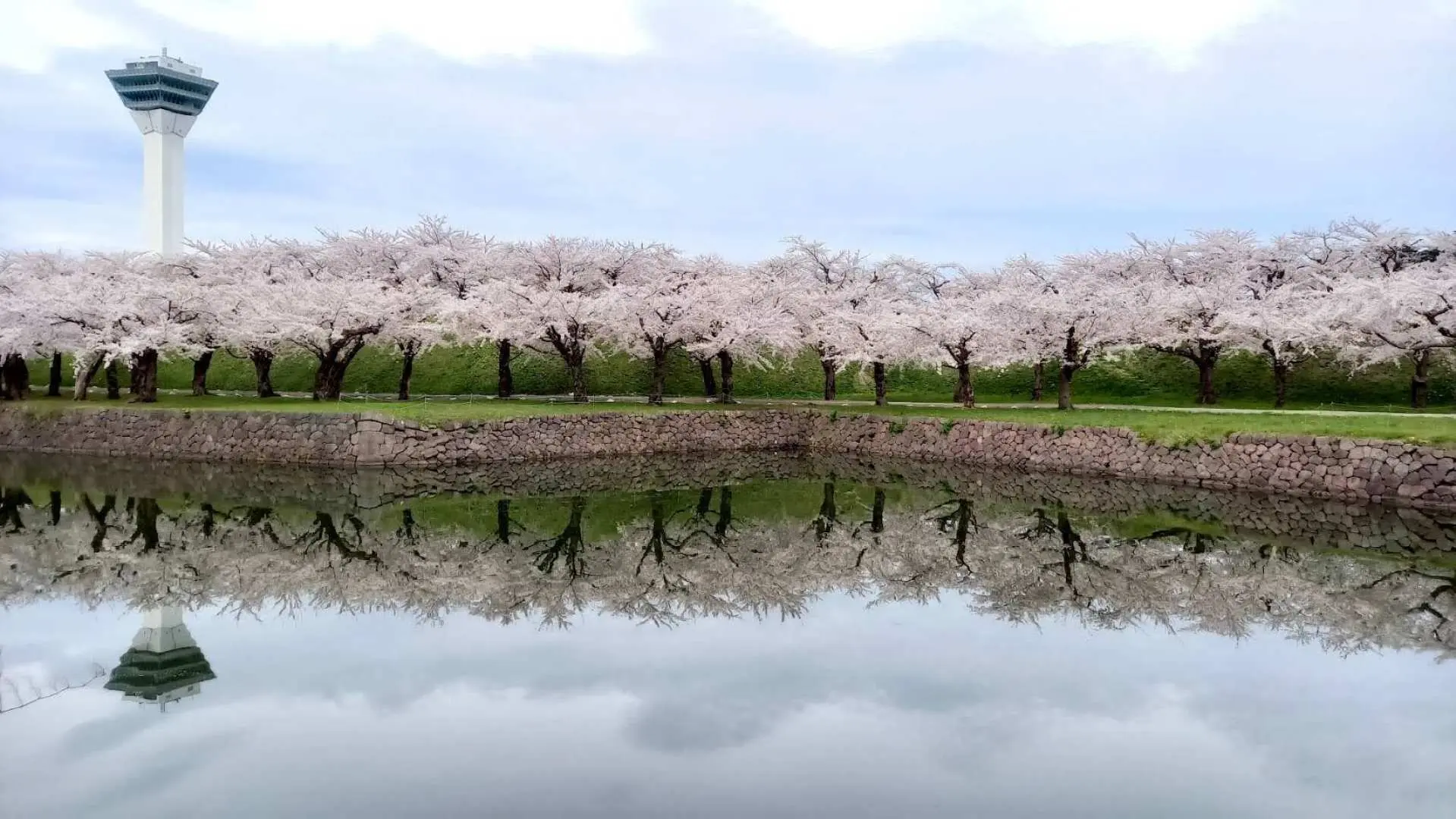 Stop 4: Walk into the sea of cherry blossom trees and feel the romantic atmosphere of Hakodate! Head to the most popular cherry blossom viewing spot in Hakodate: Goryokaku Park