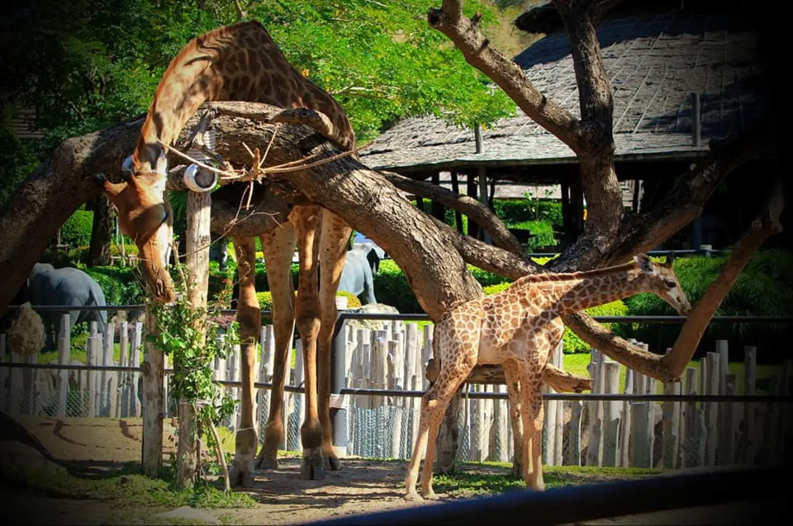 タイのホアヒンサファリ＆アドベンチャーパークで、赤ちゃんキリンを含むキリンの家族が自然な生息地で餌を食べる様子。ユニークな餌やり体験を提供します。