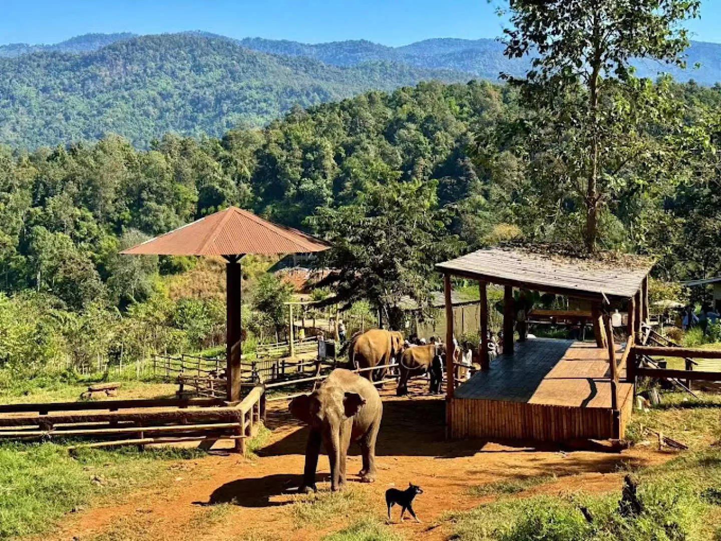 A panoramic view of Chiang Mai's Elefin Farm Cafe, showing elephants in a lush green enclosure with distant mountains, offering visitors a natural environment for interaction.