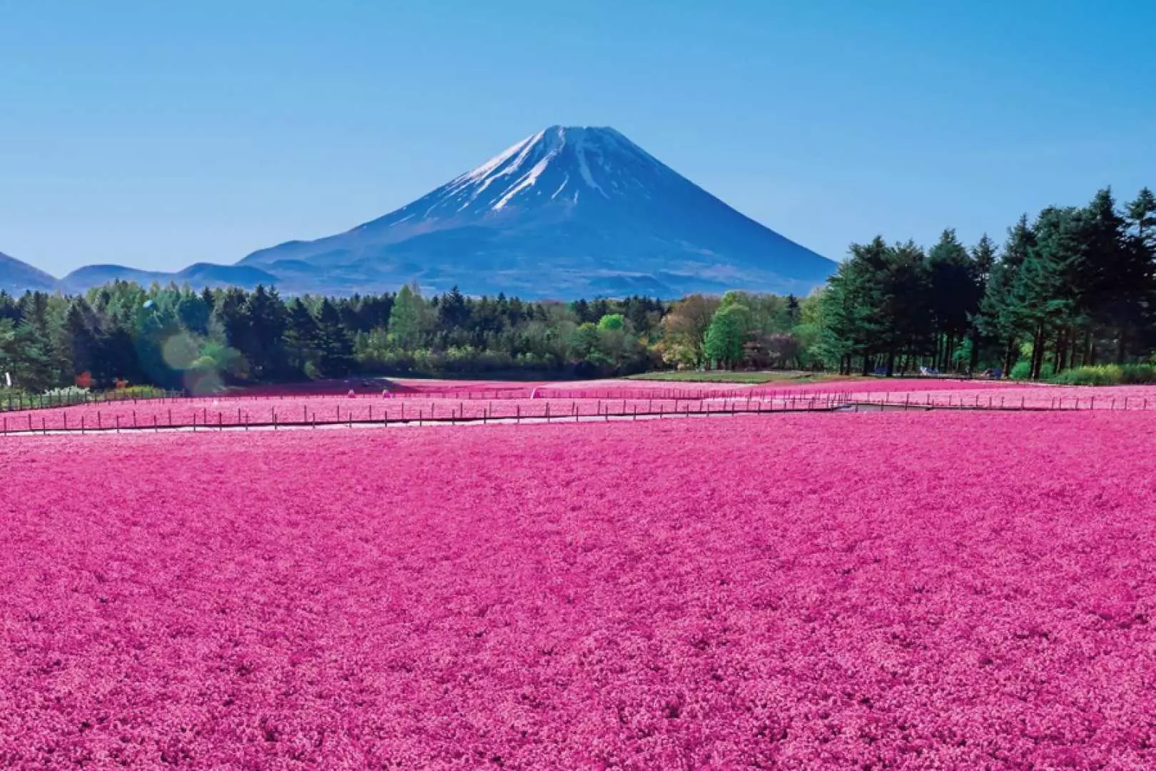 本栖湖·富士山芝樱度假村:日本首都圈最大规模芝樱祭，约50万株芝樱犹如粉色的地毯盛放在富士山下。鲜艳的色彩贴缀了富士山的春日风光。 (停留90分钟)