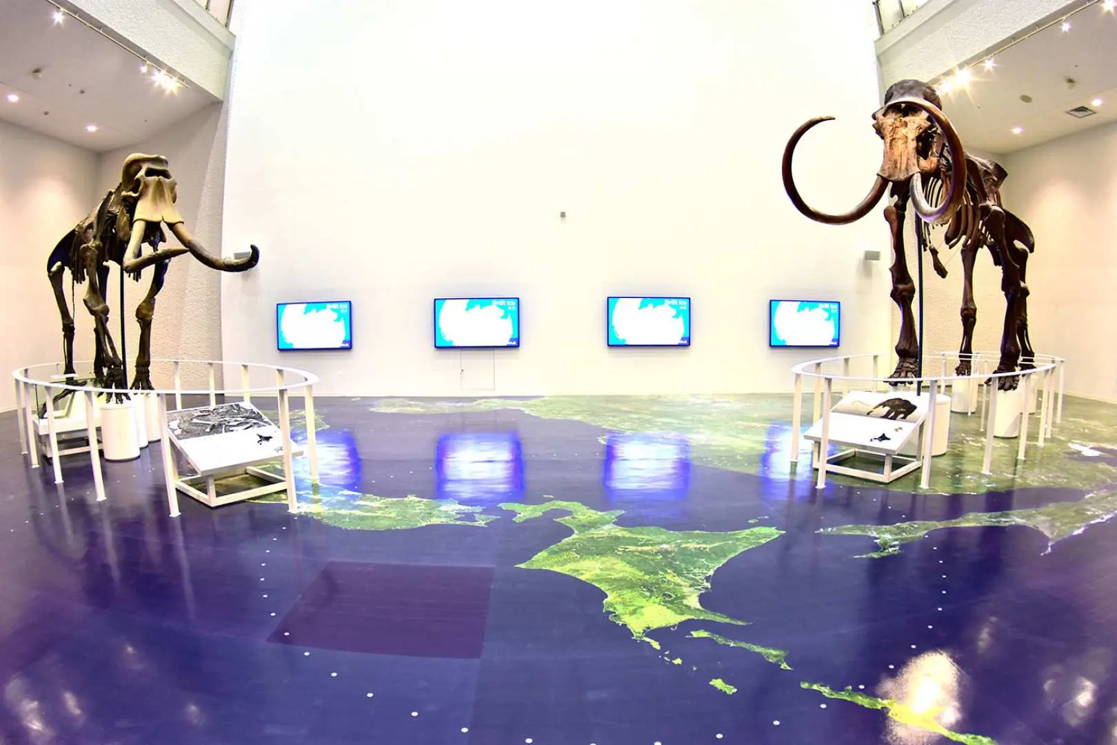 Inside Hokkaido Museum, the prehistoric mammoth skeleton exhibit features giant skeletons on a Hokkaido map floor, complemented by interactive screens, exploring natural history.