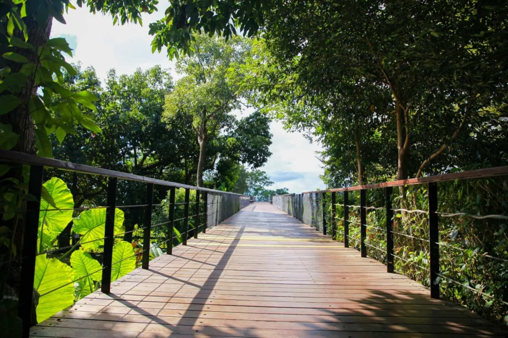 台東原生應用植物園內，陽光穿透樹梢灑落在蜿蜒木棧道上，兩旁綠意盎然的藥草植物，適合悠閒漫步探索。
