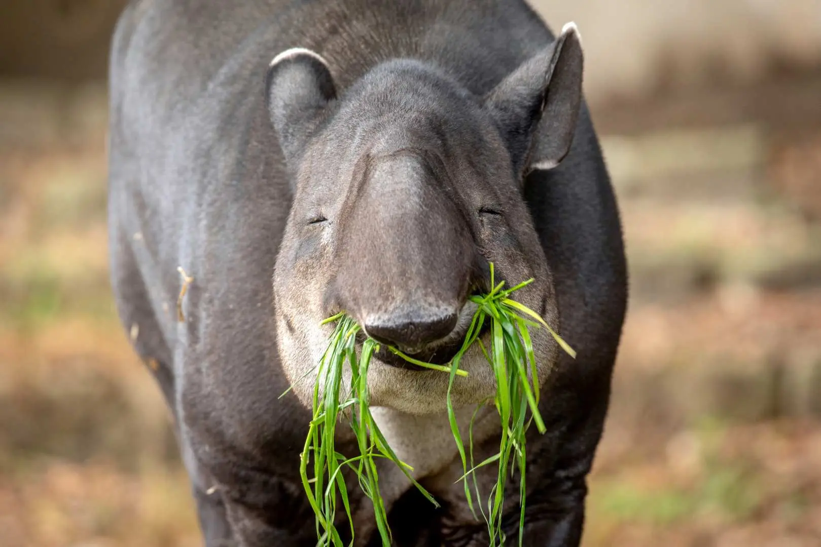横浜市立金沢動物園のマレーバクが新鮮な緑の草を味わっており、その独特の鼻と摂食習慣を示しています。