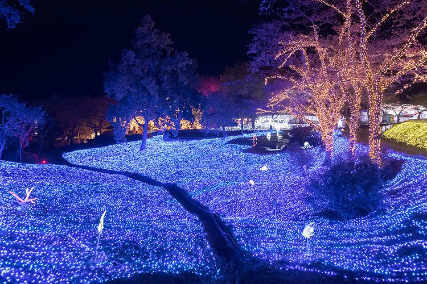 足利花卉公園廣闊草地被綿延的藍色燈海覆蓋，營造出如夢似幻的冬季仙境氛圍。
