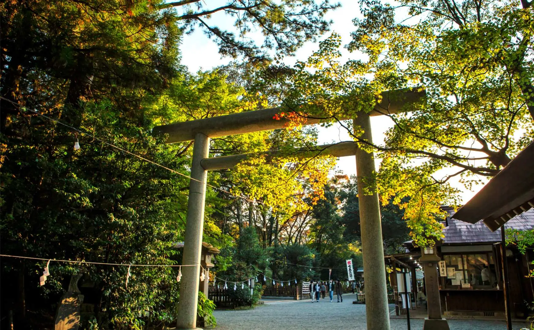 Ánh nắng vàng xuyên qua tán lá vàng rực rỡ, chiếu sáng cổng torii đá hùng vĩ, đánh dấu lối vào ngôi đền linh thiêng, mang đến hơi ấm của mùa thu.