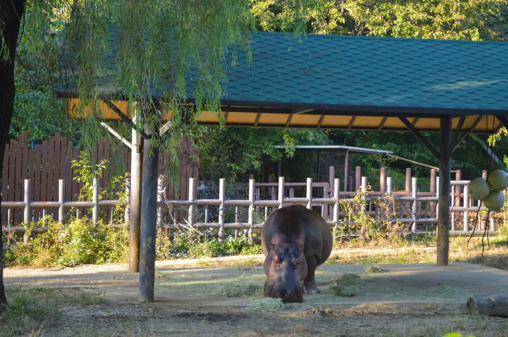 首爾動物園內一隻河馬在戶外圍欄中悠閒吃草，背景可見木柵欄與遮陽棚。