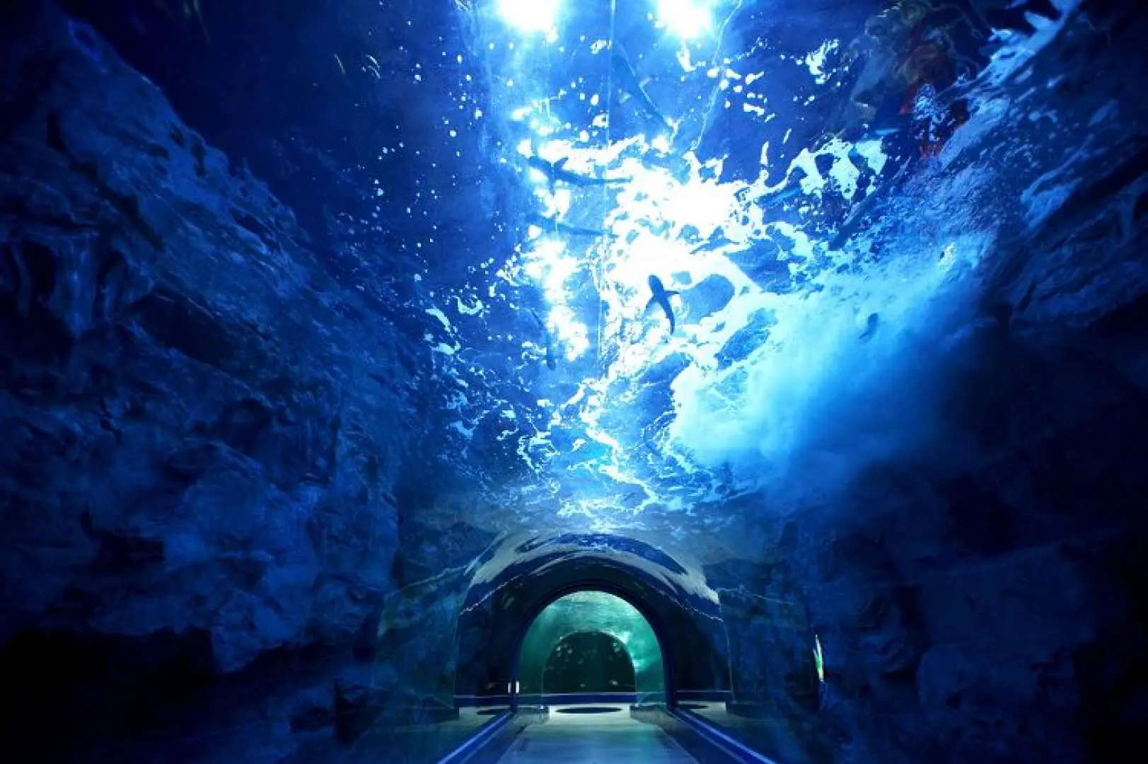 An immersive underwater tunnel at Aqua Planet Yeosu aquarium, with mesmerizing light patterns reflecting on the ceiling and a shark swimming overhead, creating a stunning 360-degree marine experience.
