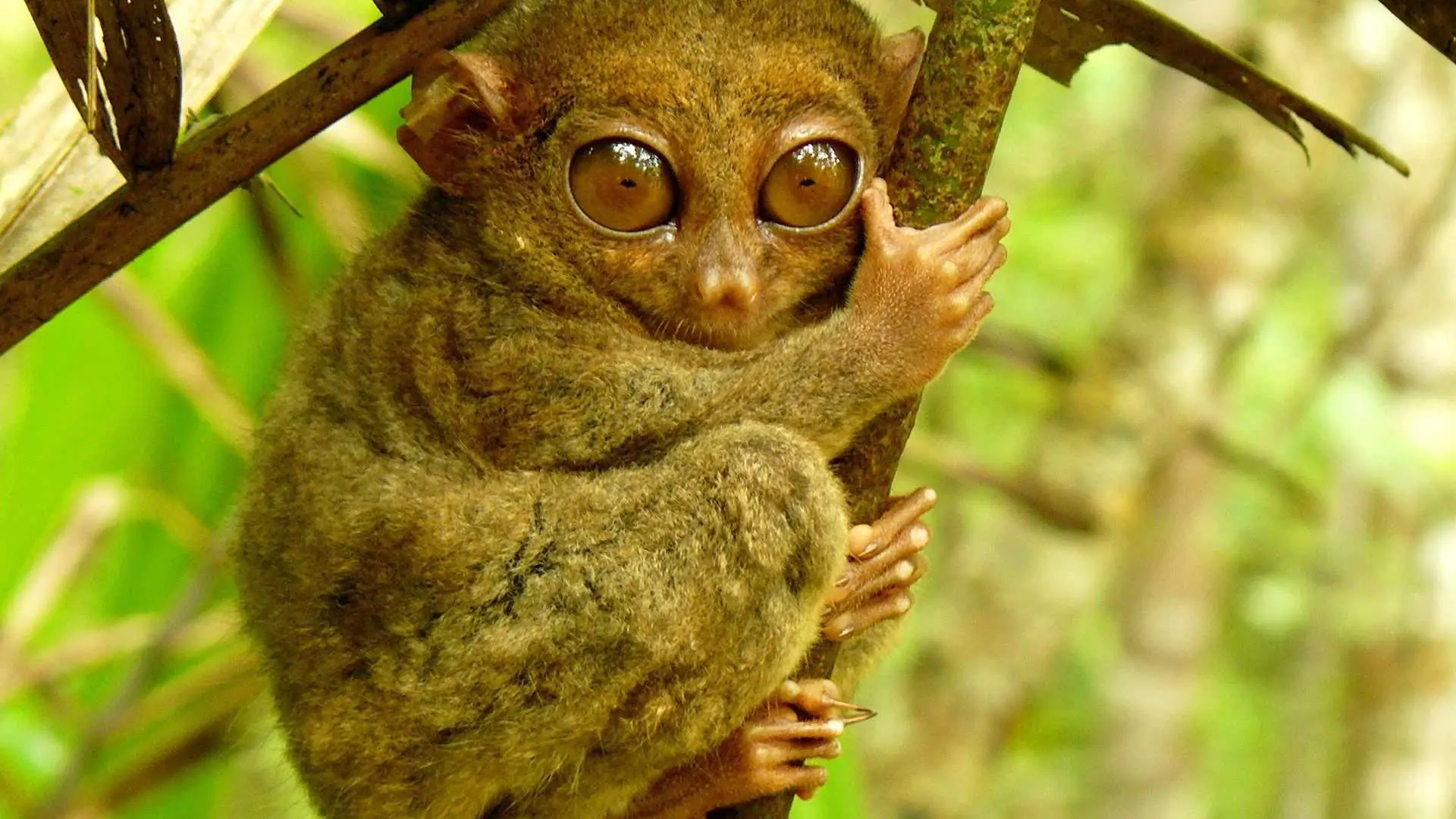 Tarsier Conservation/Tarsier Sanctuary