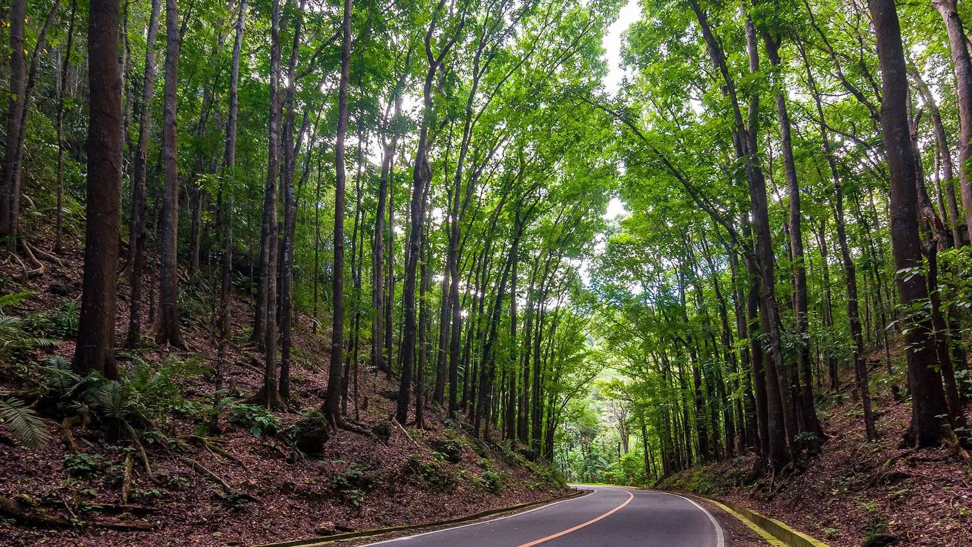 Bilar Man-Made Forest