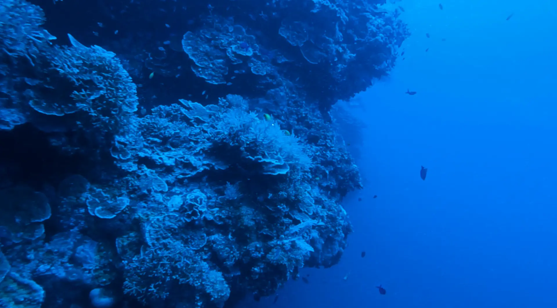 Lặn ngắm san hô tại khu bảo tồn cá