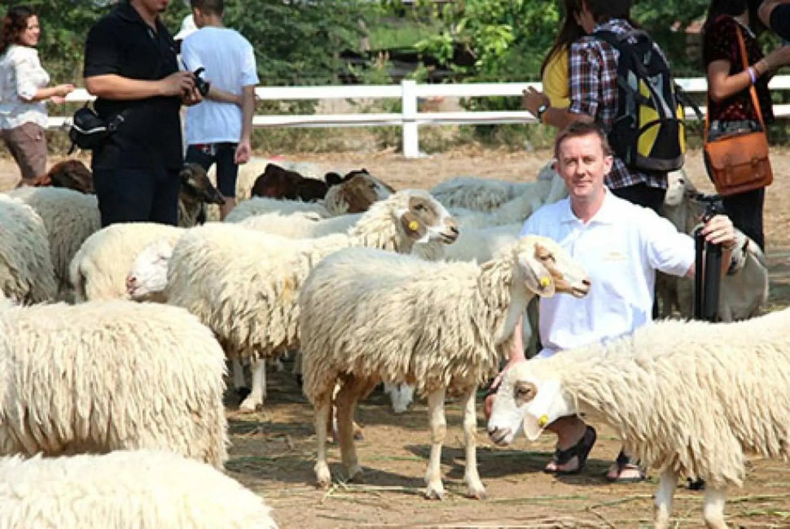 瑞士绵羊牧场 Swiss Sheep Farm
