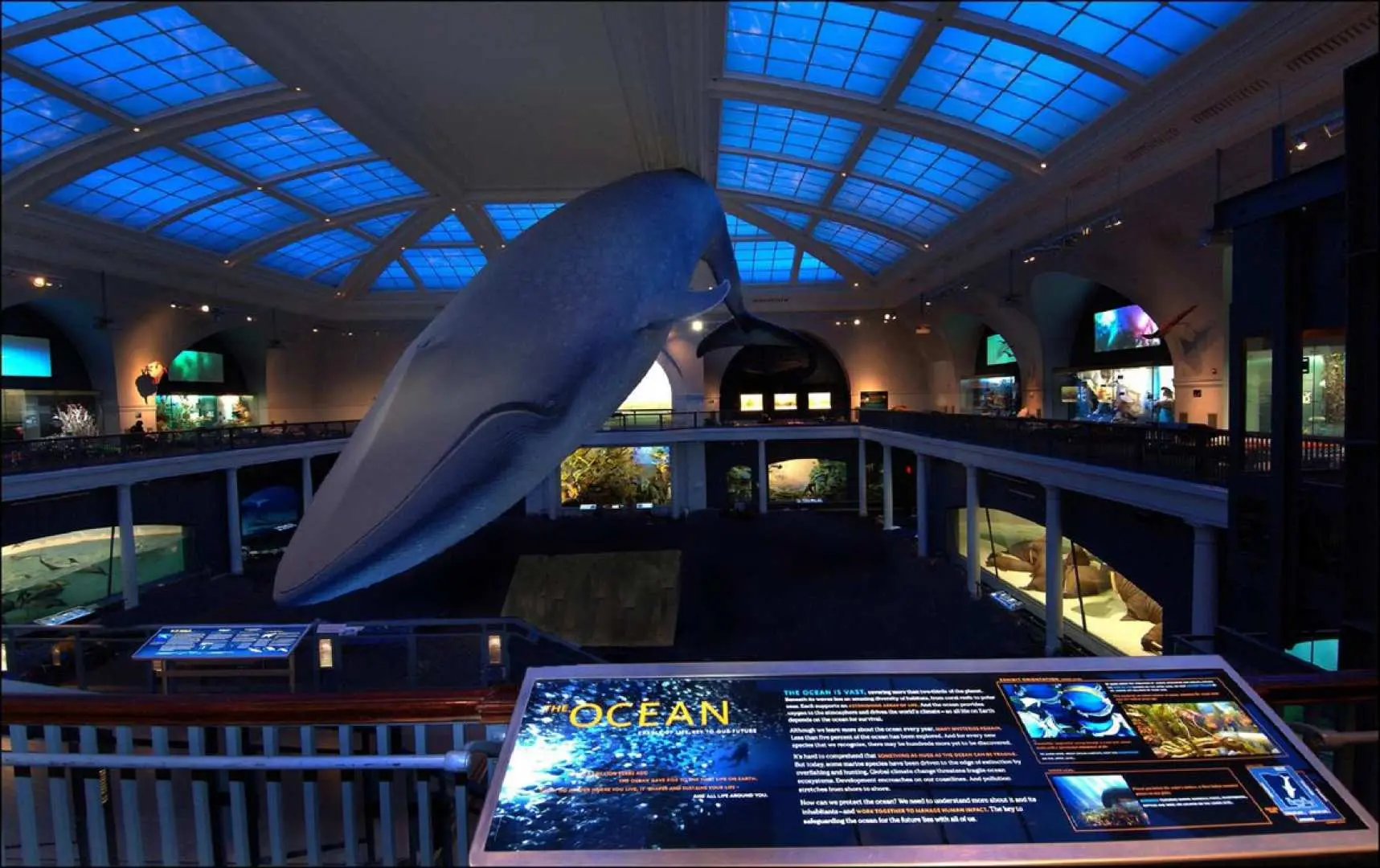 Visitors beneath the massive blue whale model in the American Museum of Natural History's Ocean Life Hall, engaging with interactive marine biology displays.