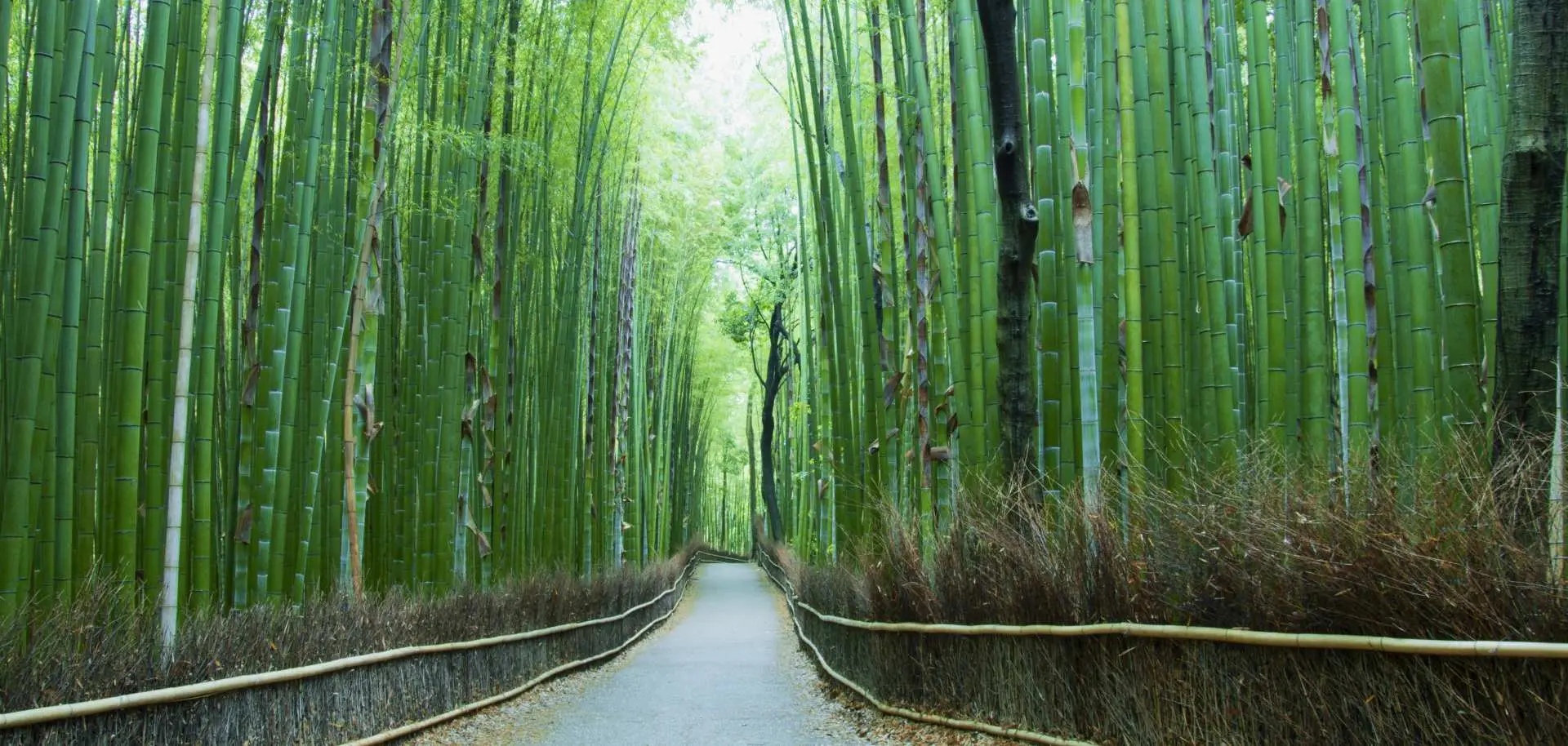 京都嵐山竹林小徑，兩旁高聳翠綠的竹林營造出寧靜氛圍，是關西地區熱門的自然景點，適合放鬆漫步。