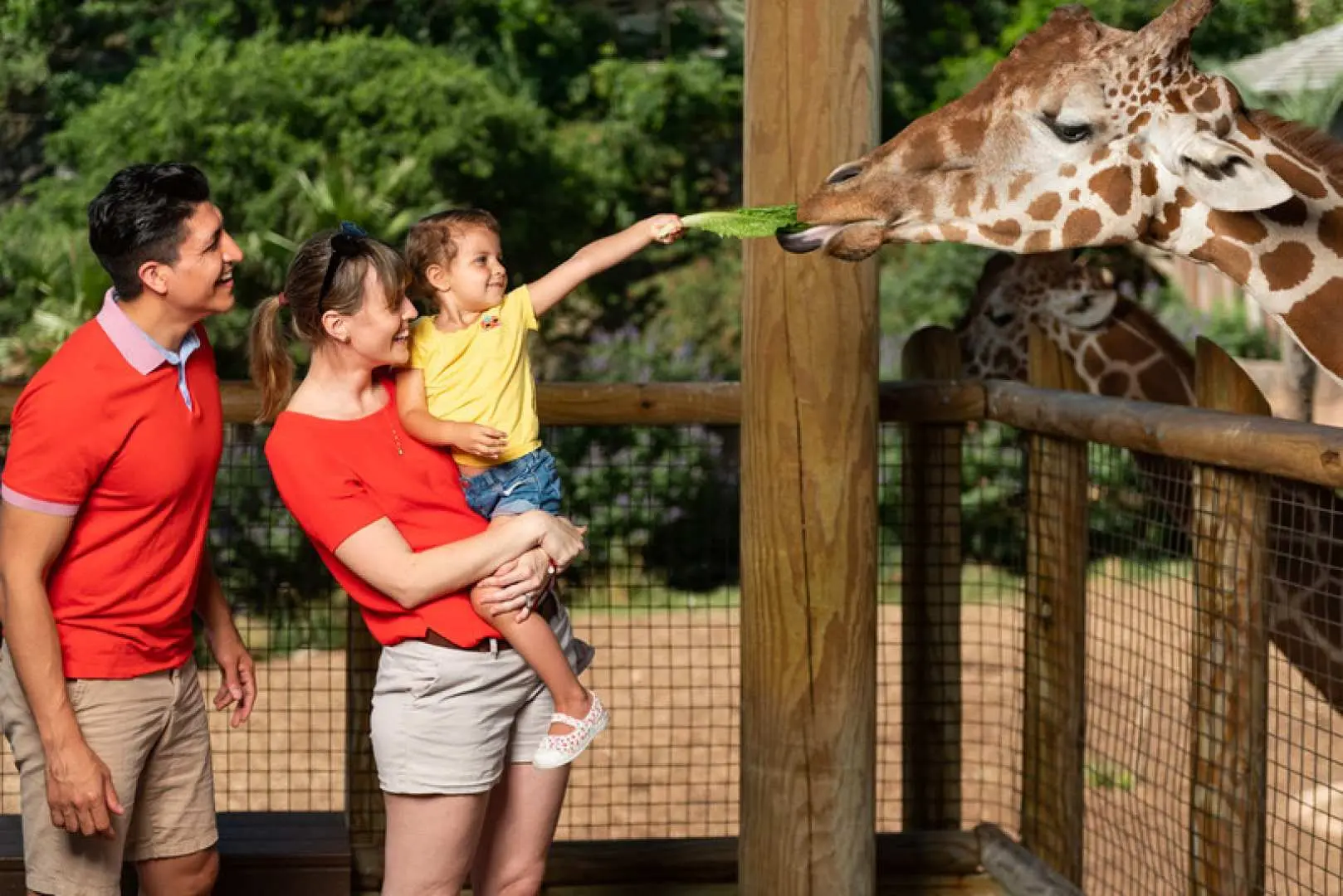 A family interacting with a giraffe at San Antonio Zoo, with a child held by her mother feeding the giraffe leaves, enjoying a memorable close-up animal encounter.