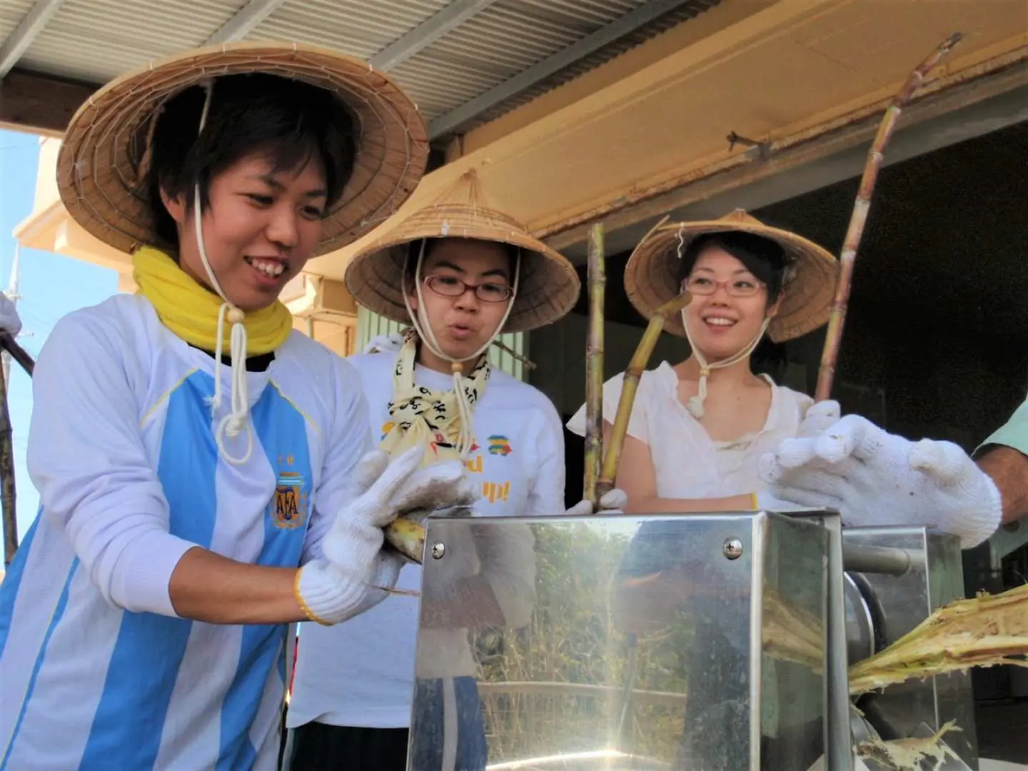 將採收的甘蔗榨汁