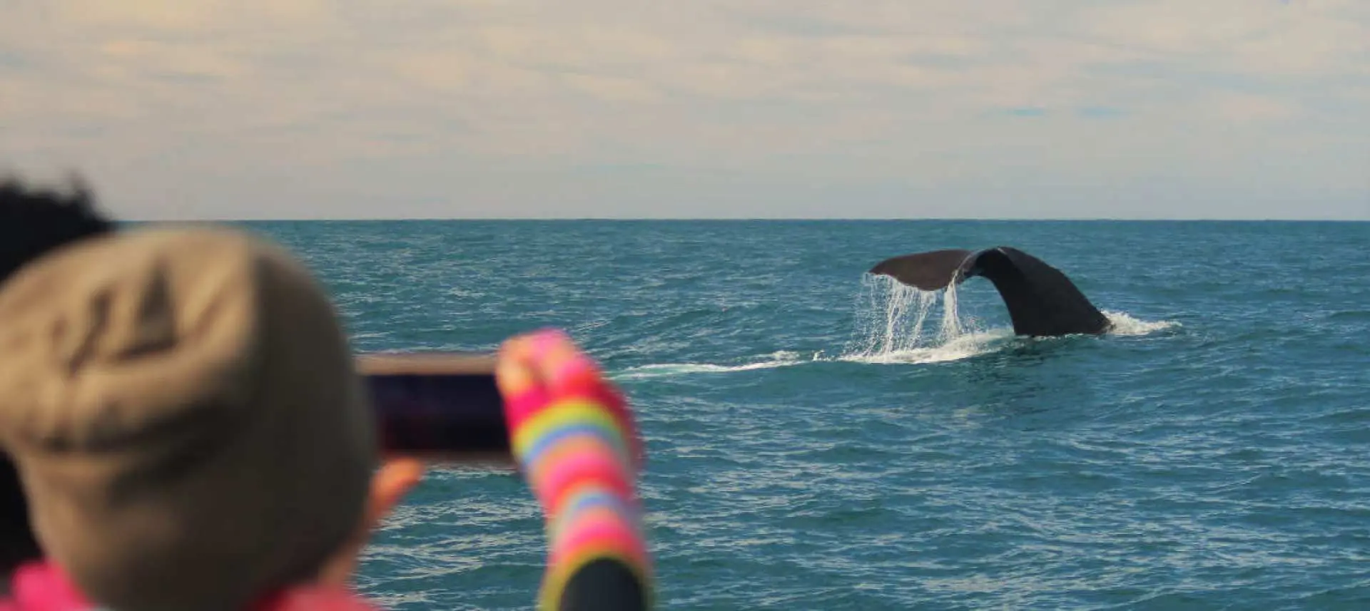 A tourist on a Kaikoura, New Zealand whale watching tour, captures the majestic moment a giant sperm whale's tail flipper elegantly emerges from the ocean with a smartphone, witnessing a spectacular marine encounter.