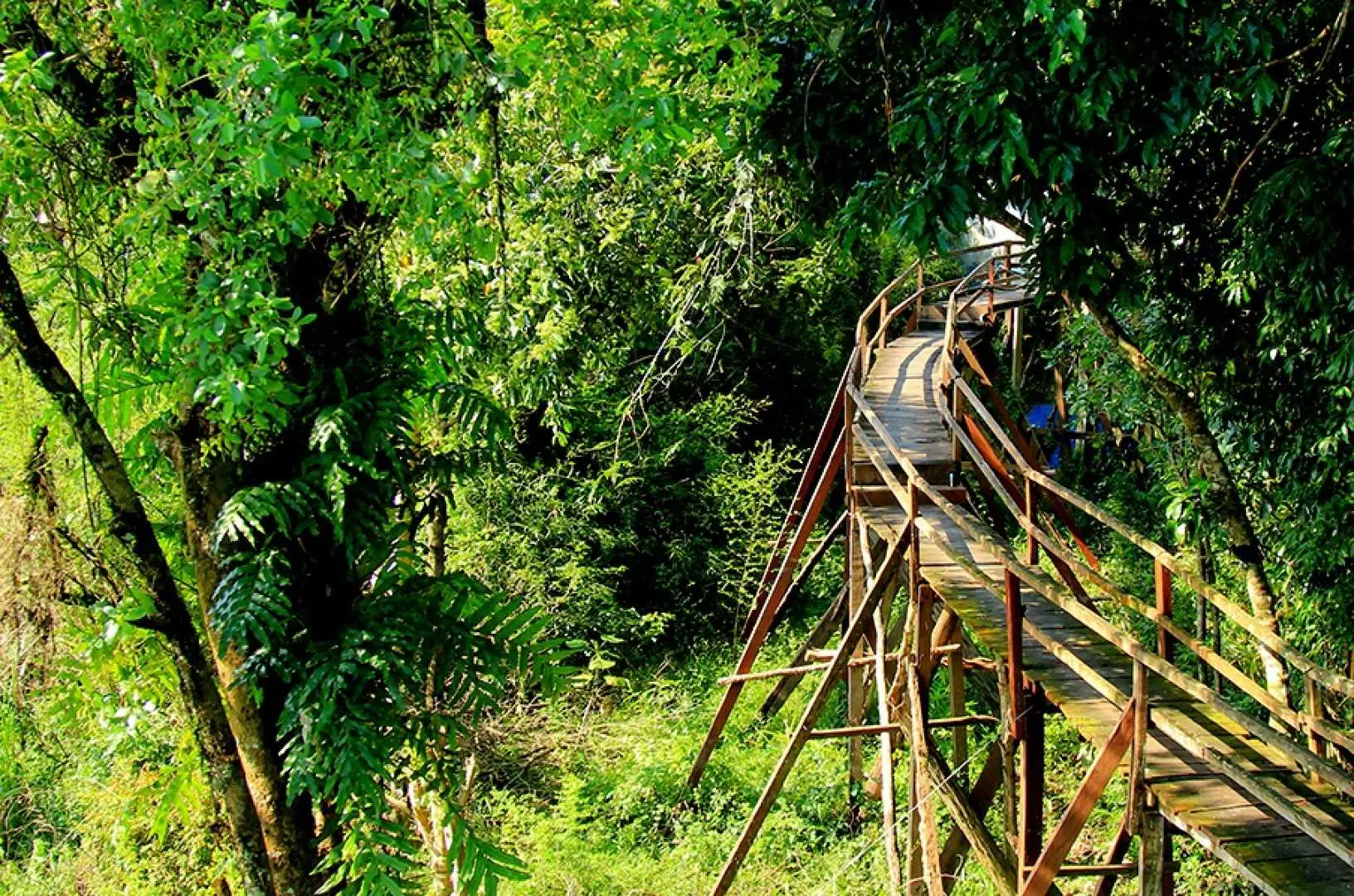 Đạp xe 2km đến Đắc Lớ, khám phá hệ sinh thái xanh tươi và các khu rừng tại hệ đất ngập nước: quan sát thực vật họ Dâu tằm (Ficusbenjamina) được trồng trên 3 ha đất như cây Si, cây Sung, họ Bồ Quân v.v.