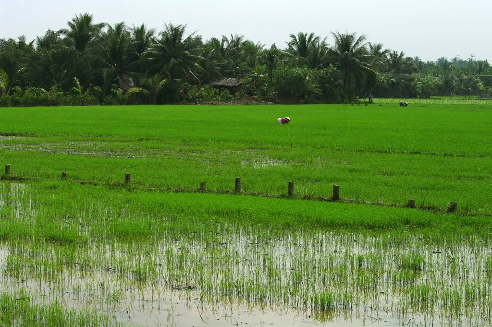 Cycle along narrow roads and lanes, through the lush green paddy fields of the delta.